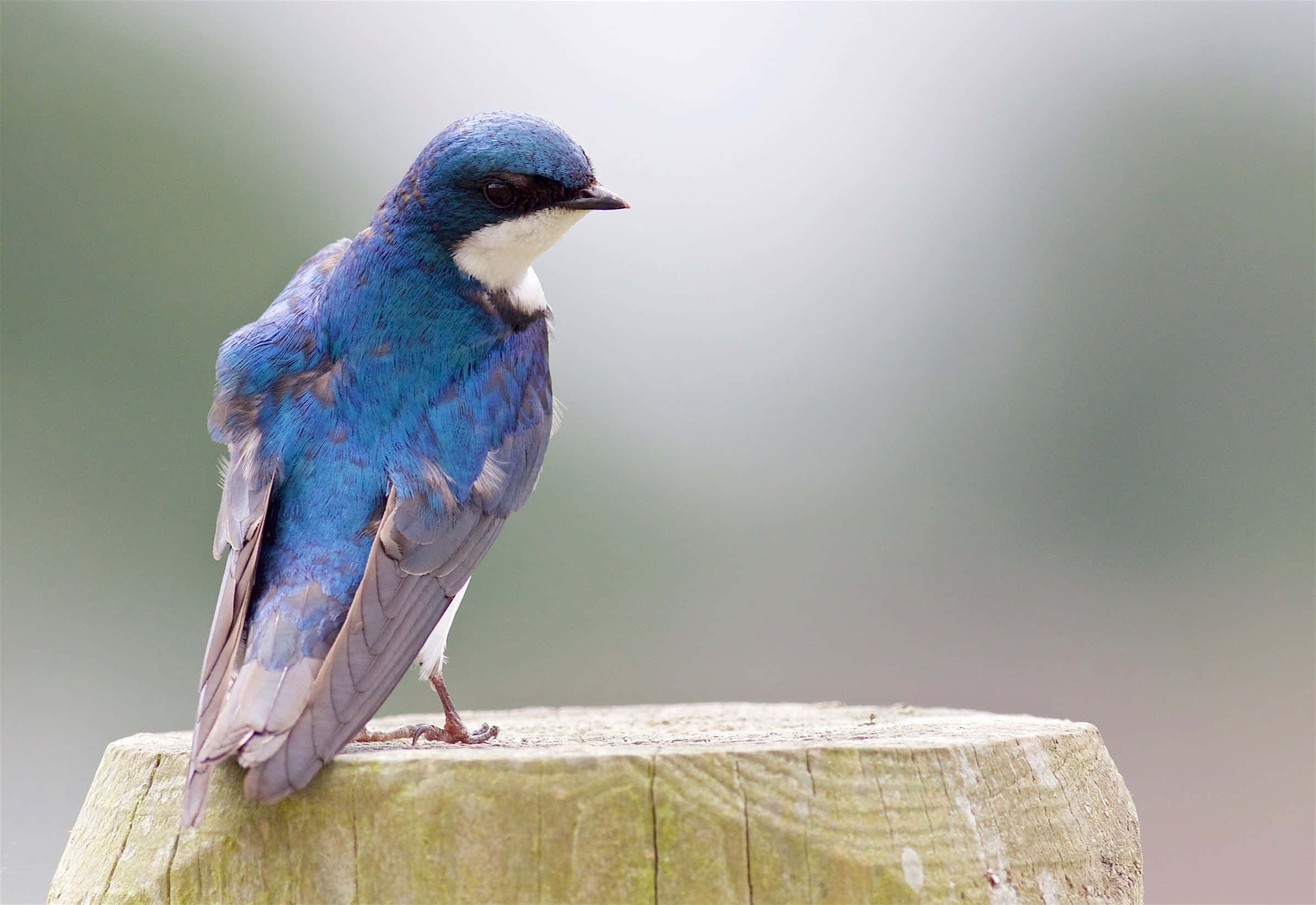 vibrant blue swallow, white throat, weathered wooden post, Full HD Desktop Wallpaper