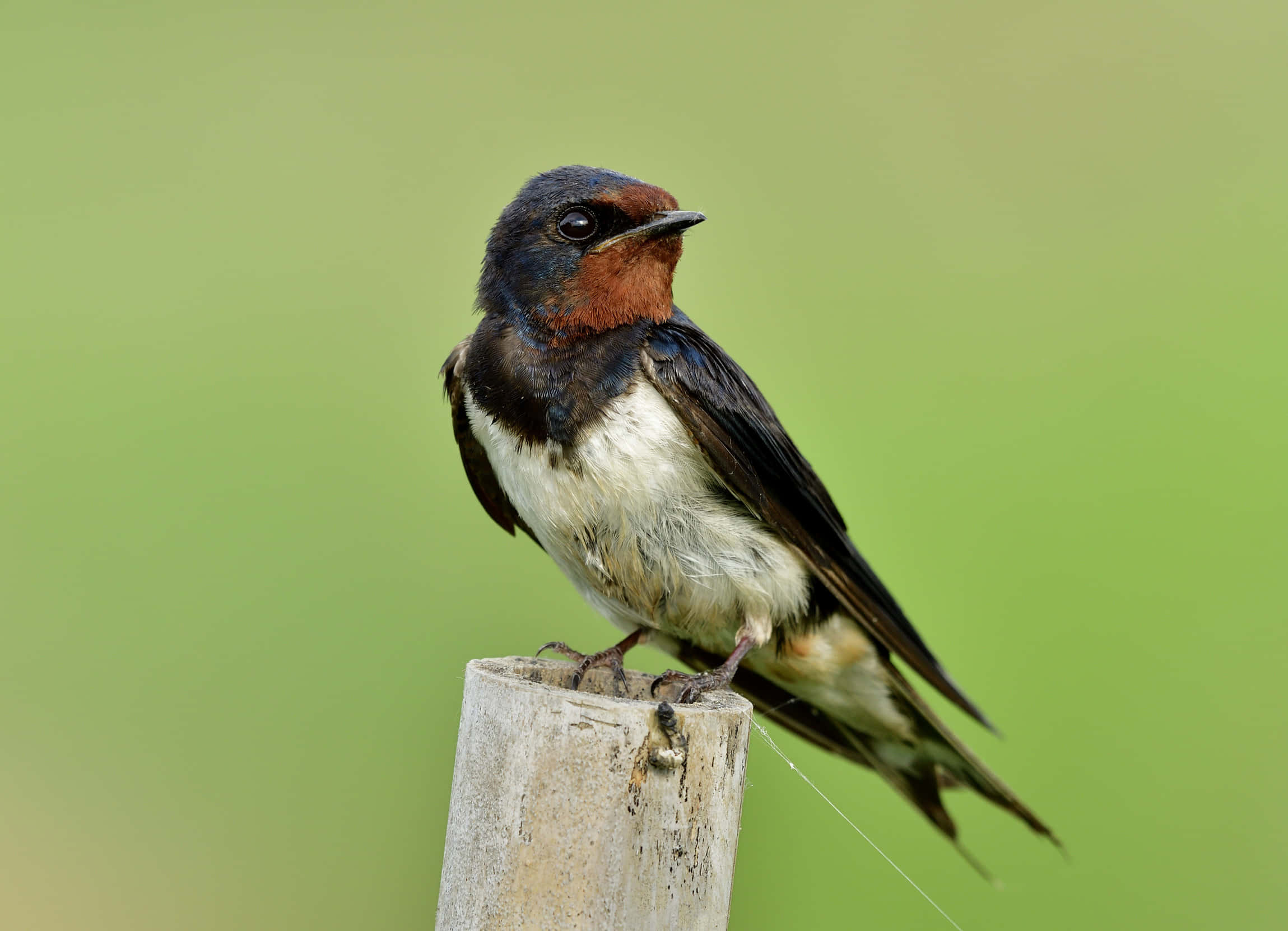 barn swallow, weathered wooden post, soft green background, Full HD Desktop Wallpaper