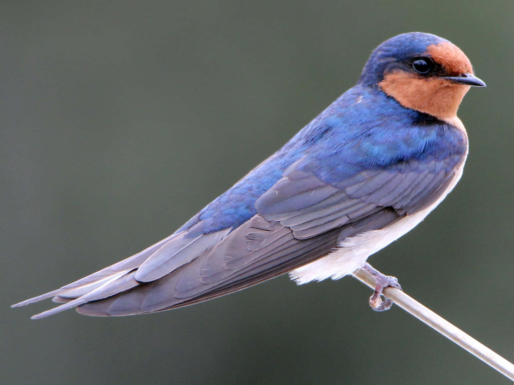 barn swallow, blue back, orange throat, HD Desktop Wallpaper