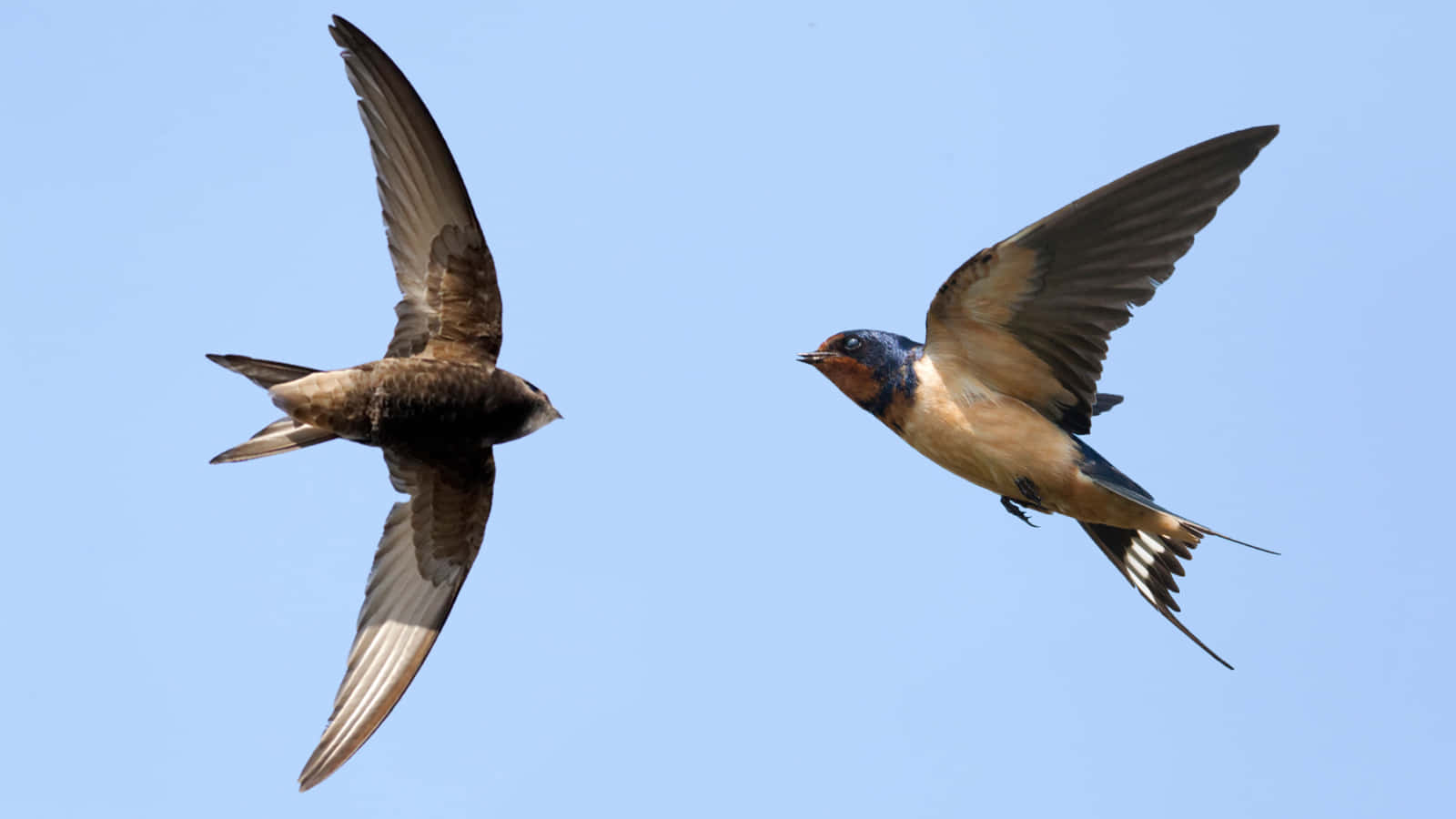 swallows in flight, clear blue sky, wings spread wide, HD Desktop Wallpaper