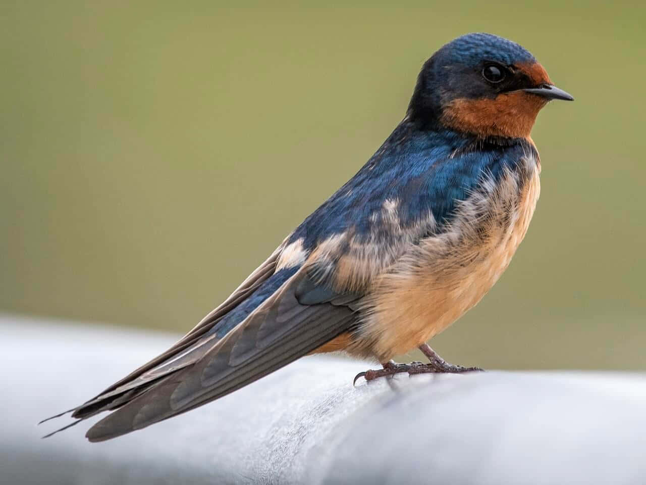 barn swallow, white surface, soft green background, HD Desktop Wallpaper