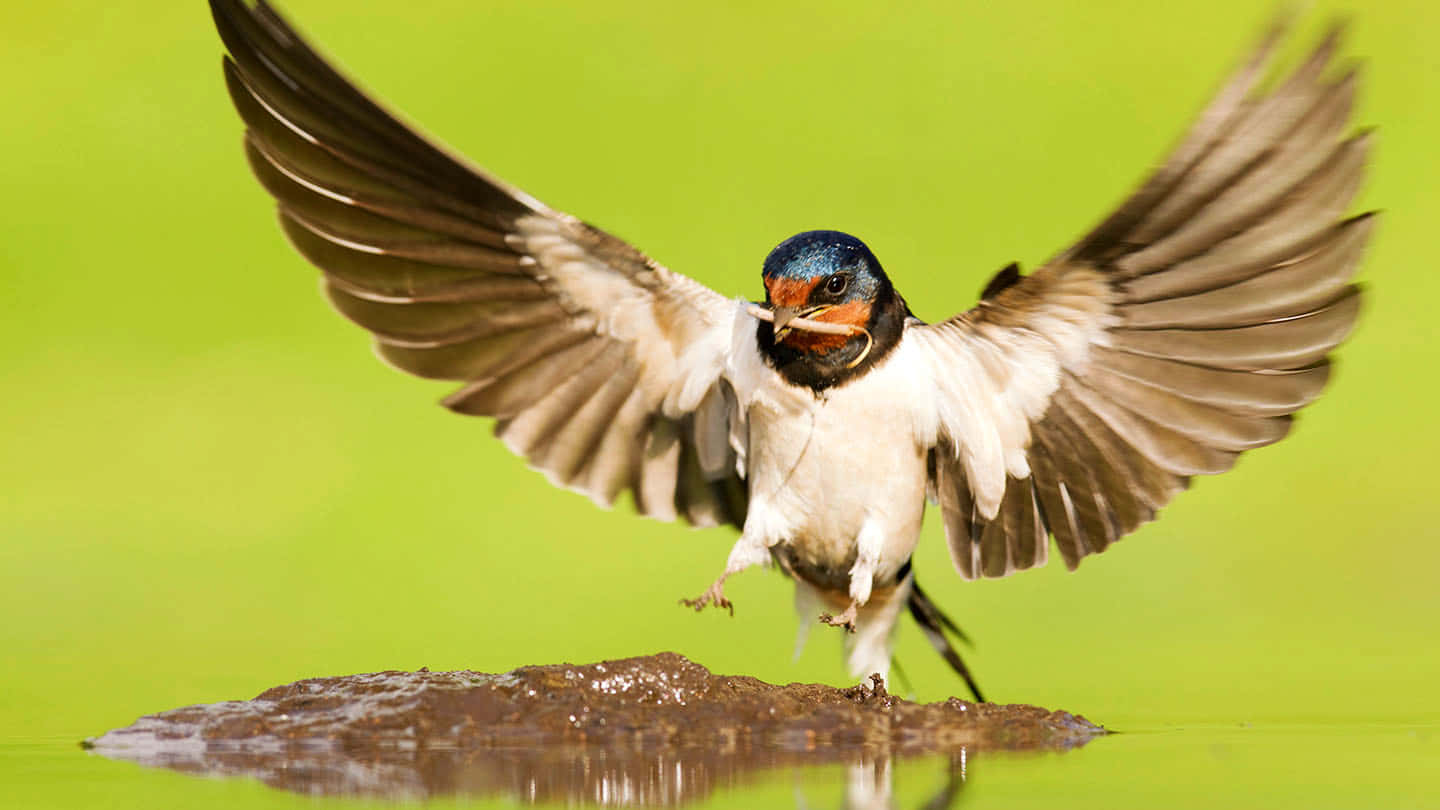 swallow, blue head, orange throat, HD Desktop Wallpaper