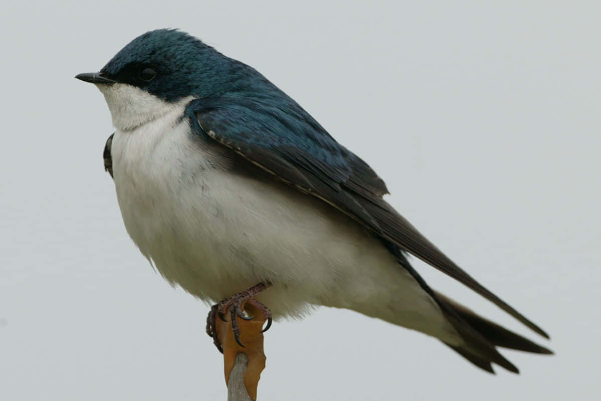 tree swallow, blue back, white underbelly, SD Desktop Wallpaper