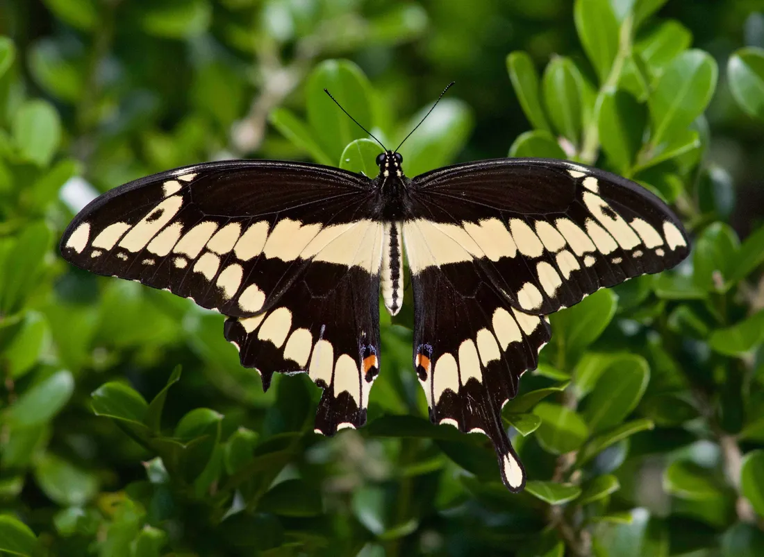 Swallowtail Butterfly