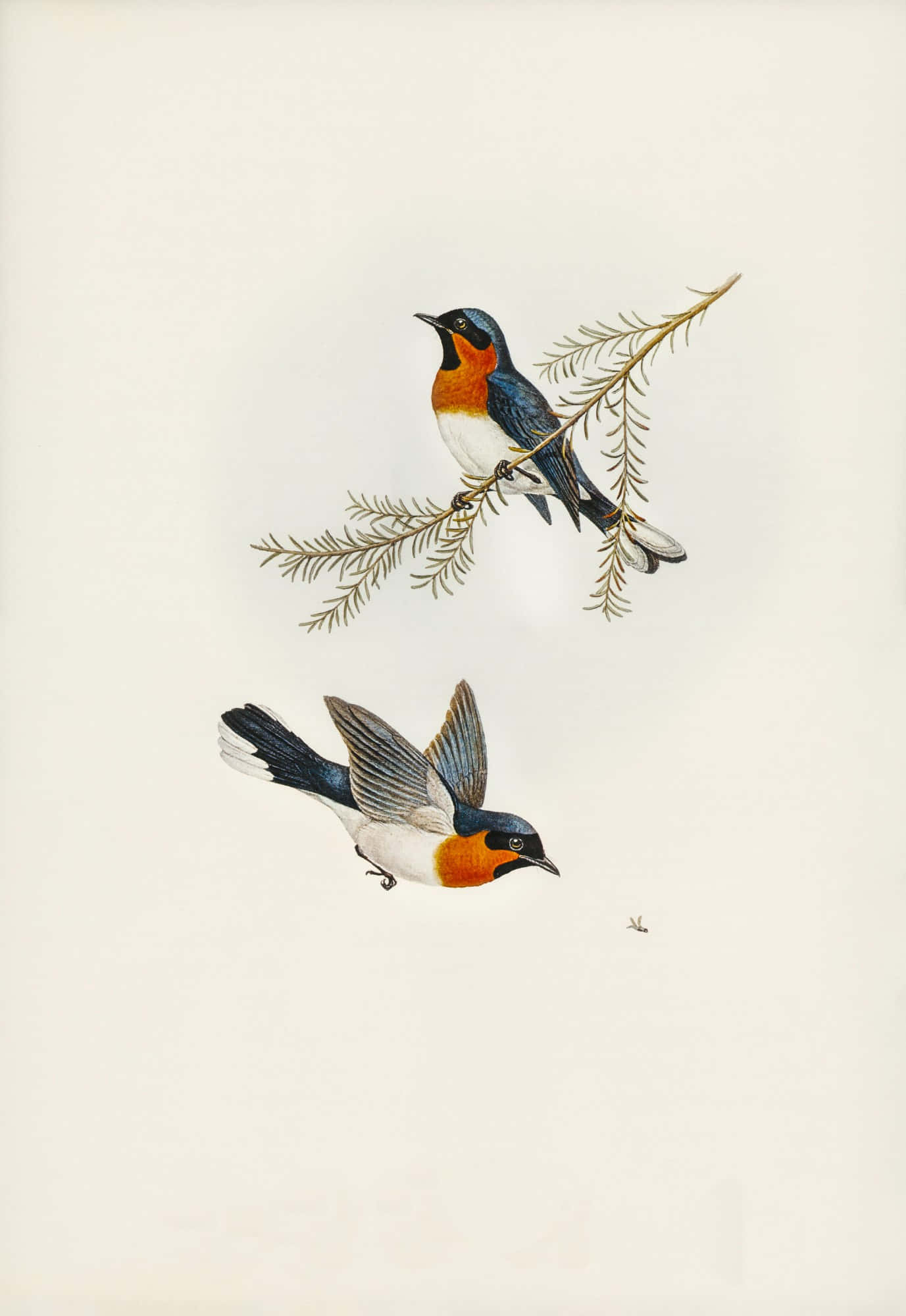 vintage swallow illustration, pine branch, soft cream background, Full HD Phone Wallpaper