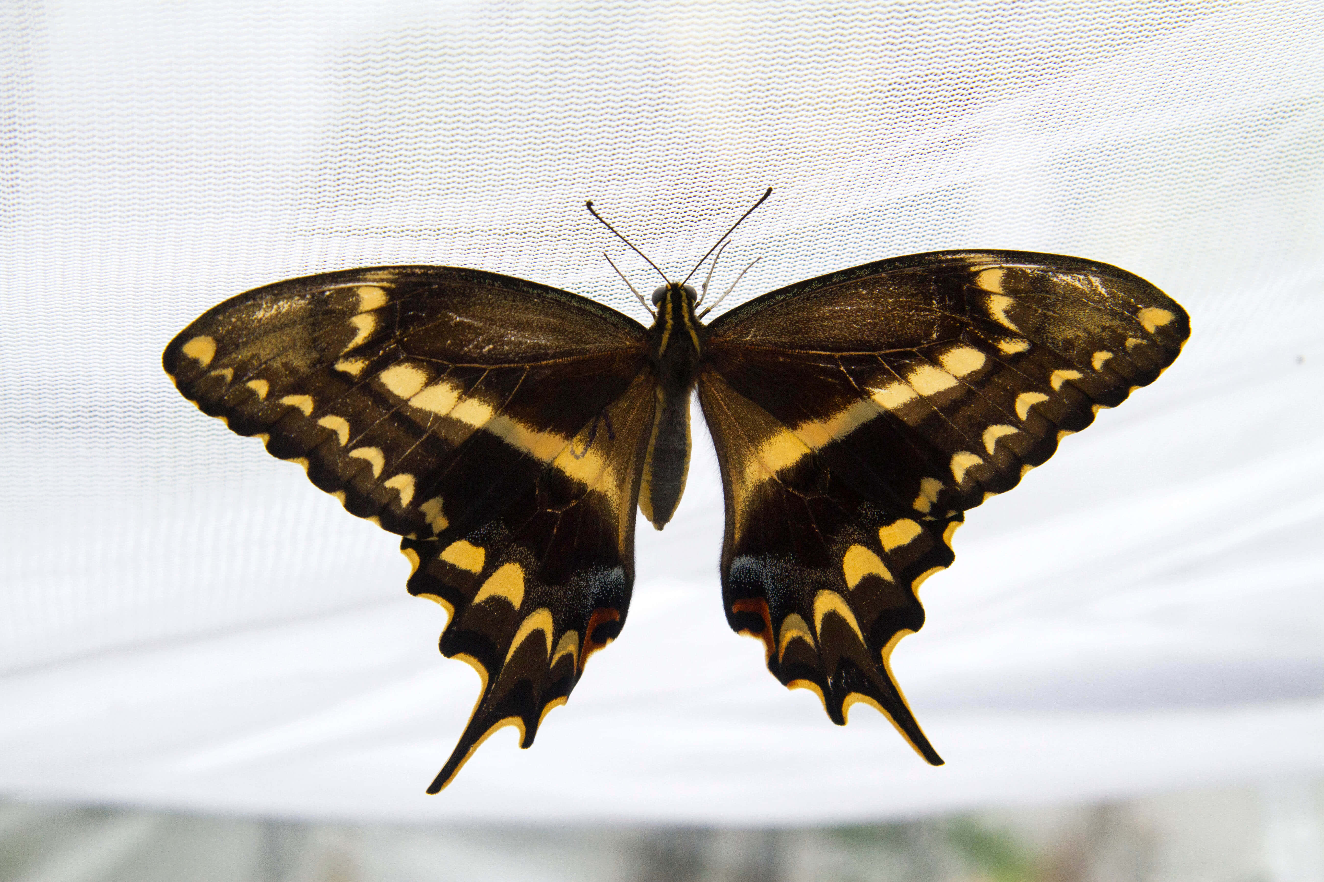Swallowtail Butterfly, black and yellow, scalloped wings, 5K Desktop Wallpaper