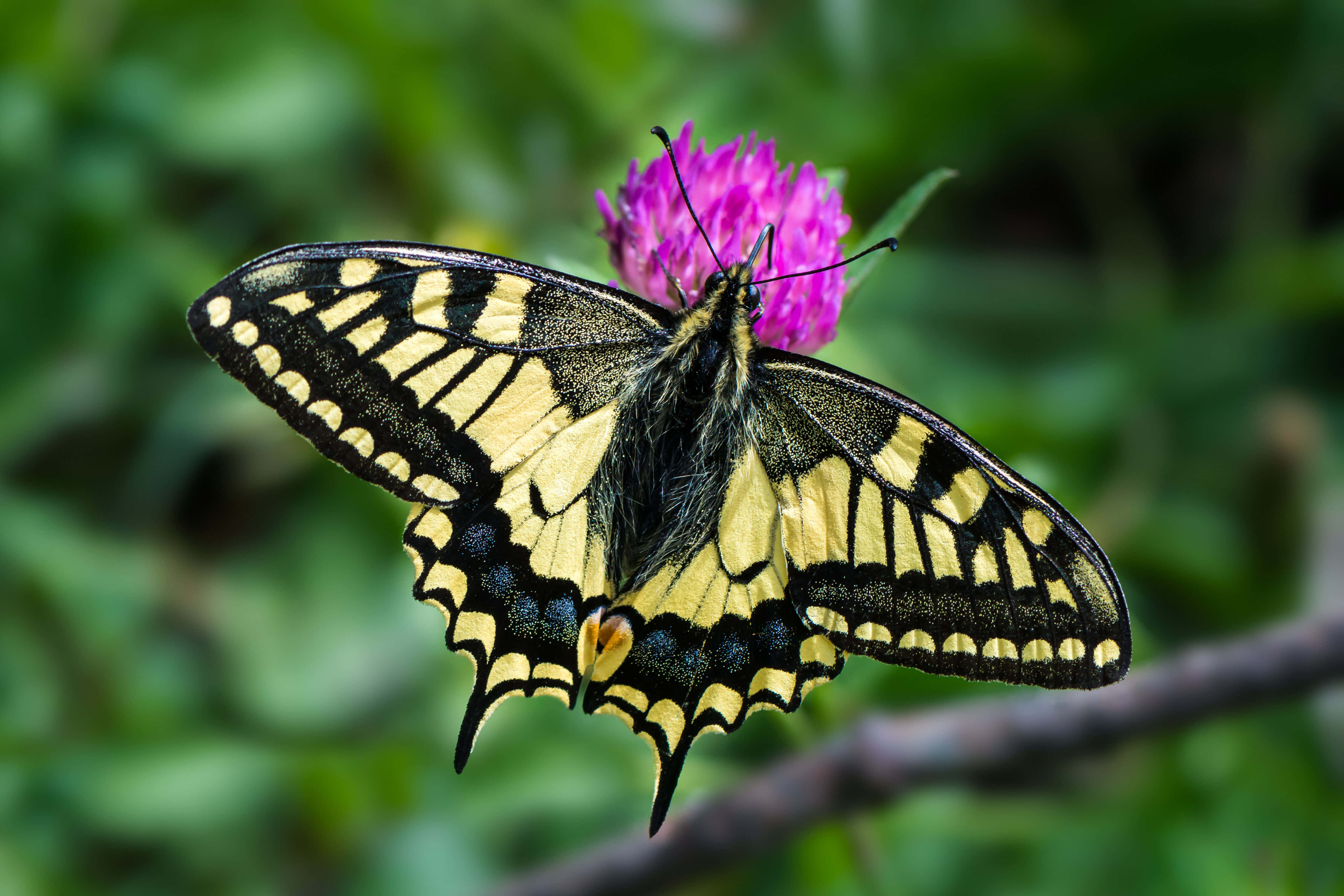 swallowtail butterfly, purple flower, vibrant pink clover blossom, 4K Desktop Wallpaper