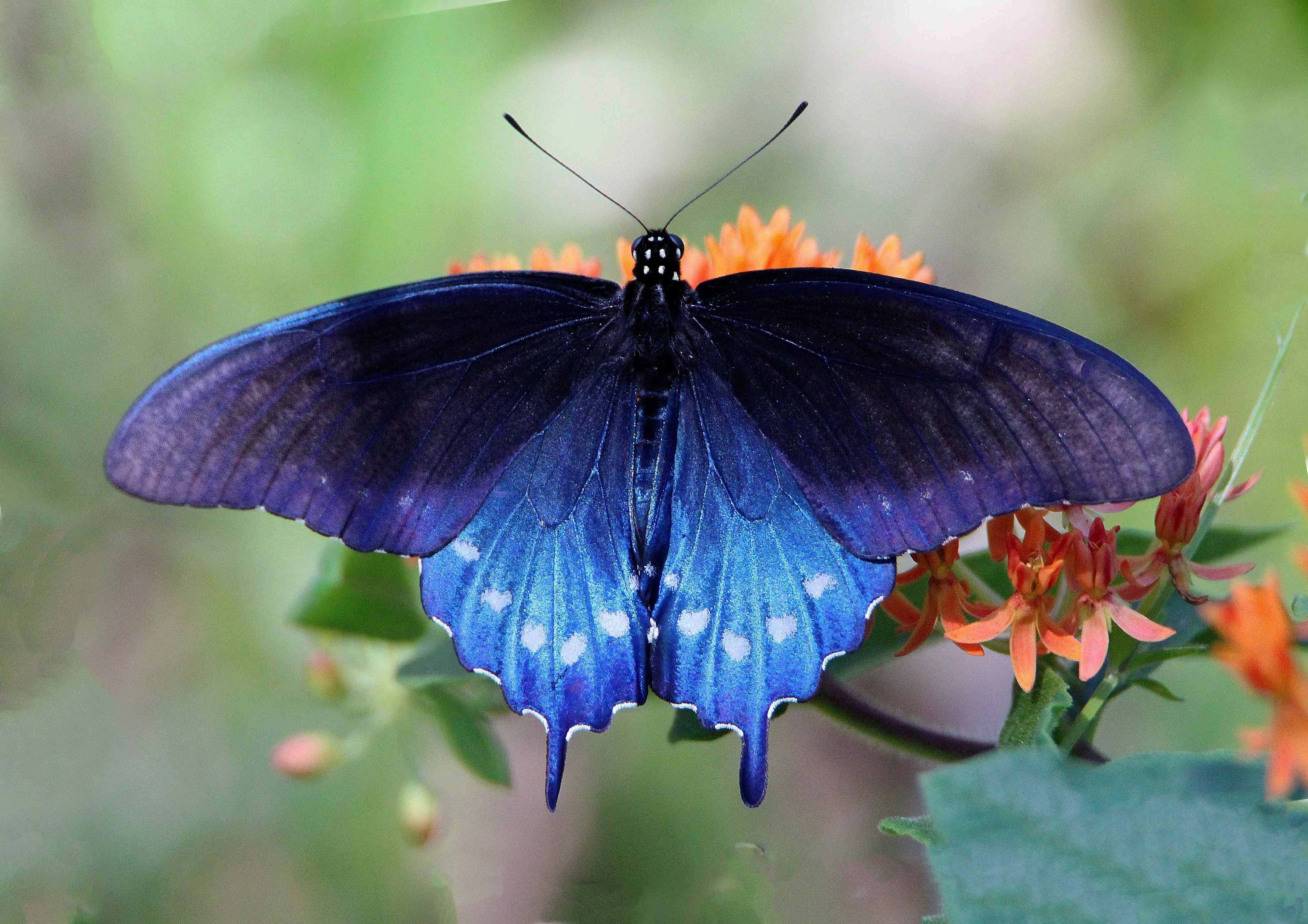blue swallowtail butterfly, orange flowers, soft green background, 4K Desktop Wallpaper
