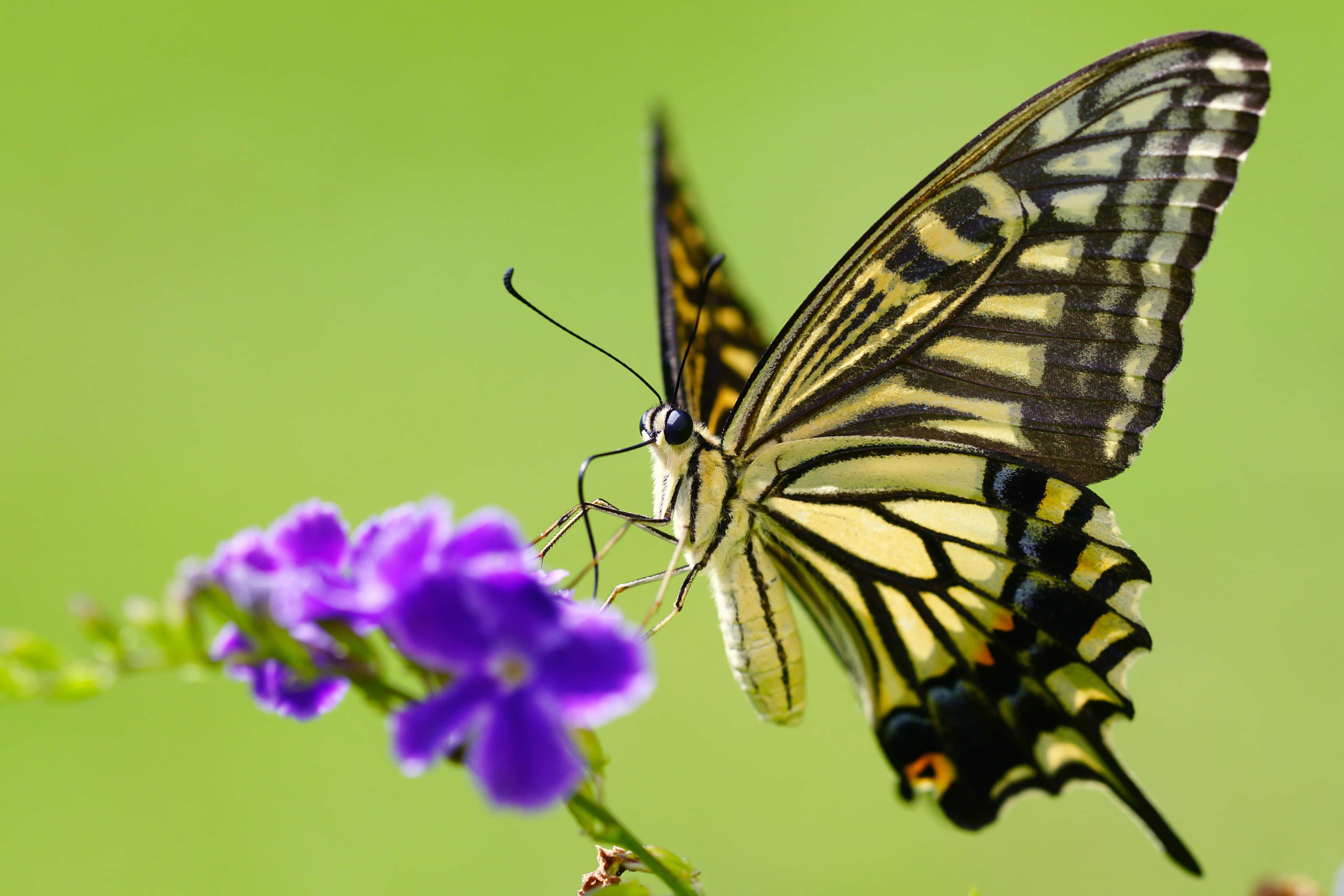 Swallowtail Butterfly, purple flowers, yellow black striped, 4K Desktop Wallpaper