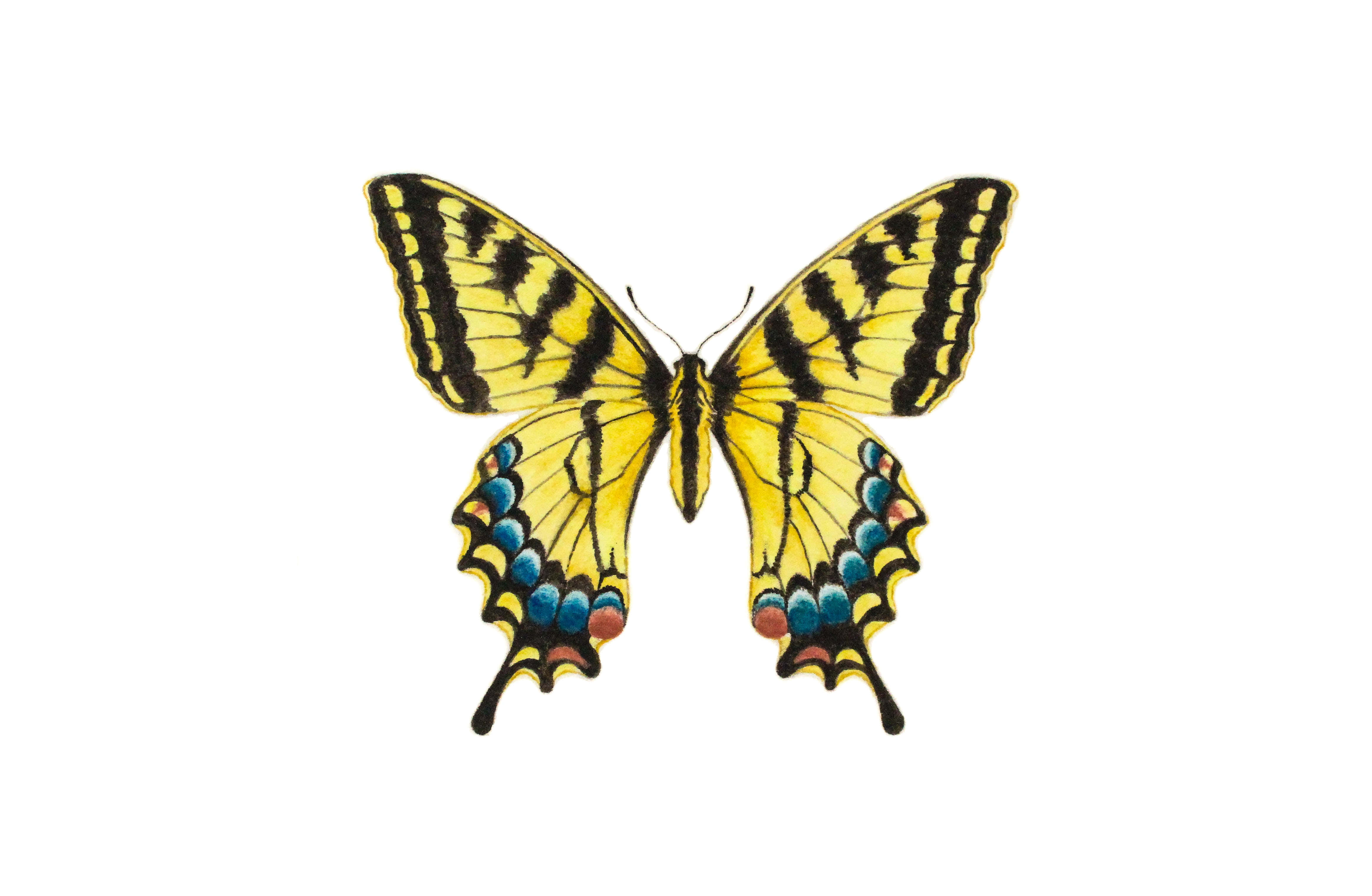 vibrant yellow swallowtail butterfly, black stripes, blue pink and orange spots, 4K Desktop Wallpaper