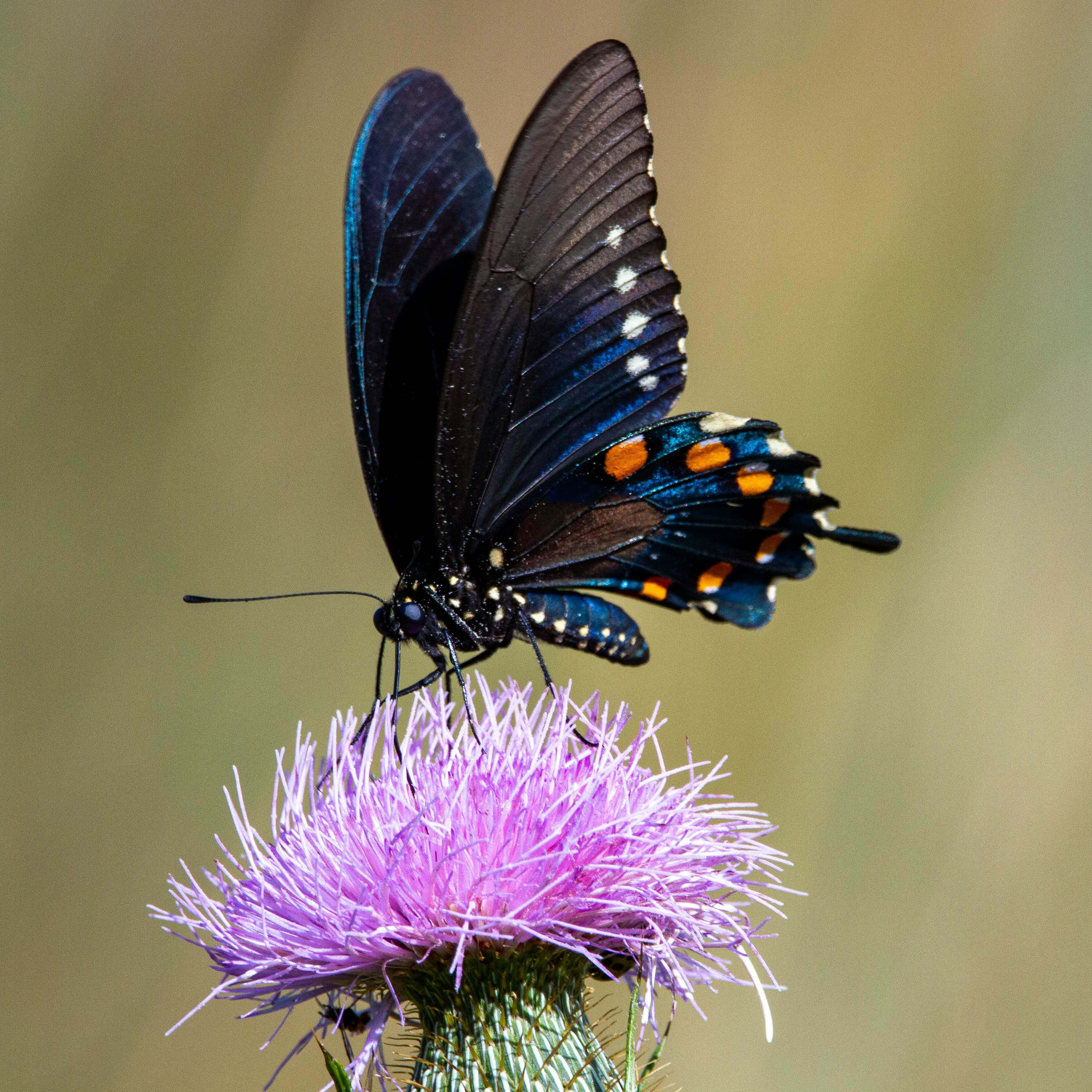 Black Swallowtail Butterfly, thistle, iridescent blue wings, 2K Desktop Wallpaper
