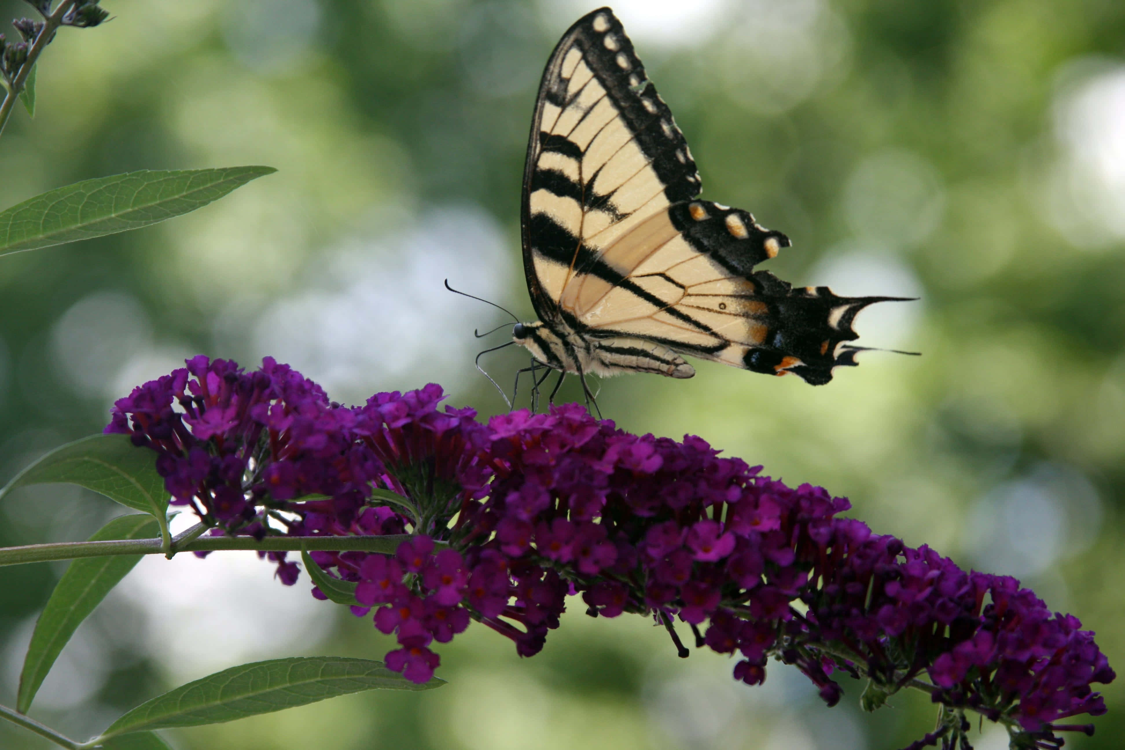 swallowtail butterfly, purple buddleia flowers, yellow black and orange, 4K Desktop Wallpaper