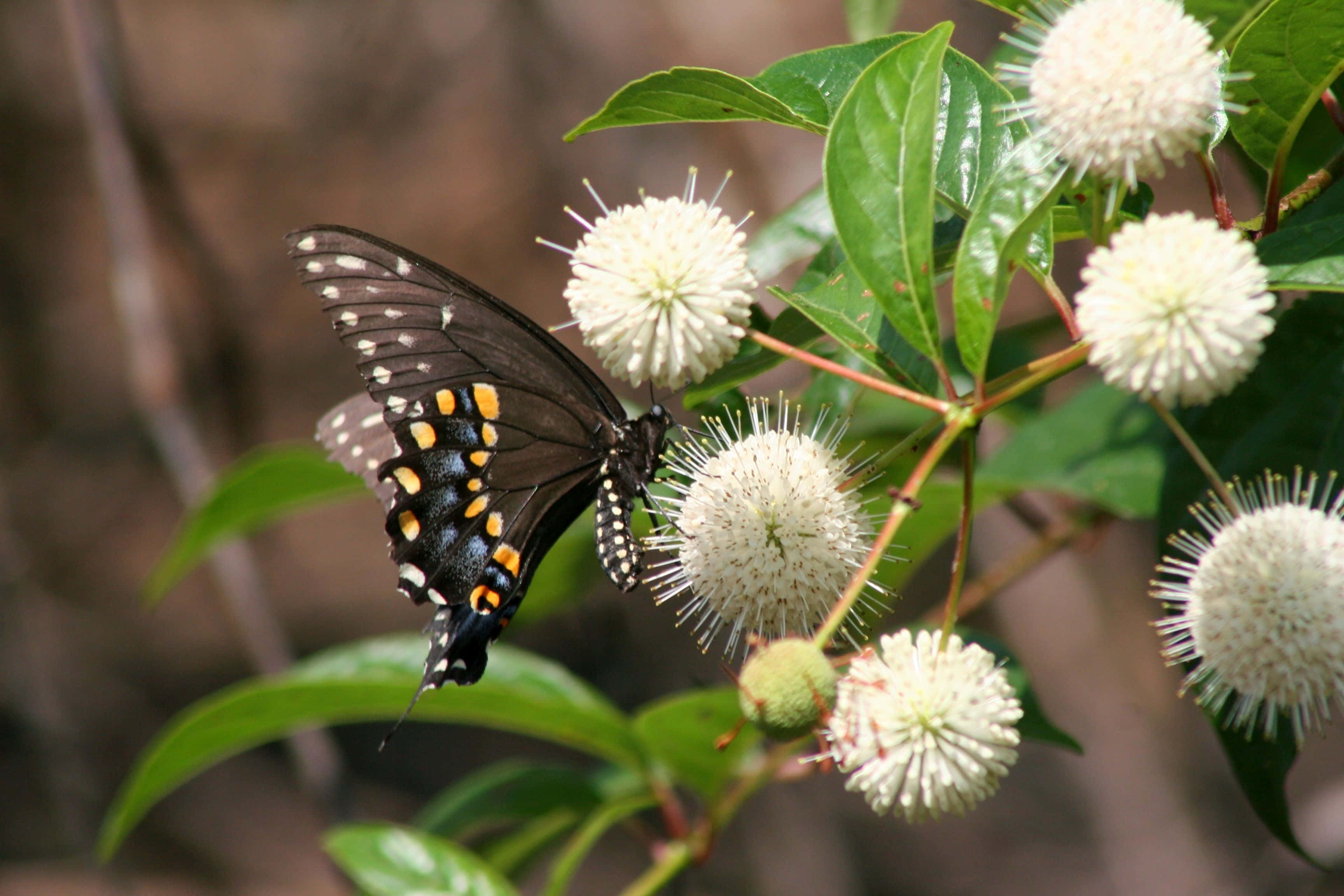 Swallowtail Butterfly, white flowers, black butterfly, 2K Desktop Wallpaper