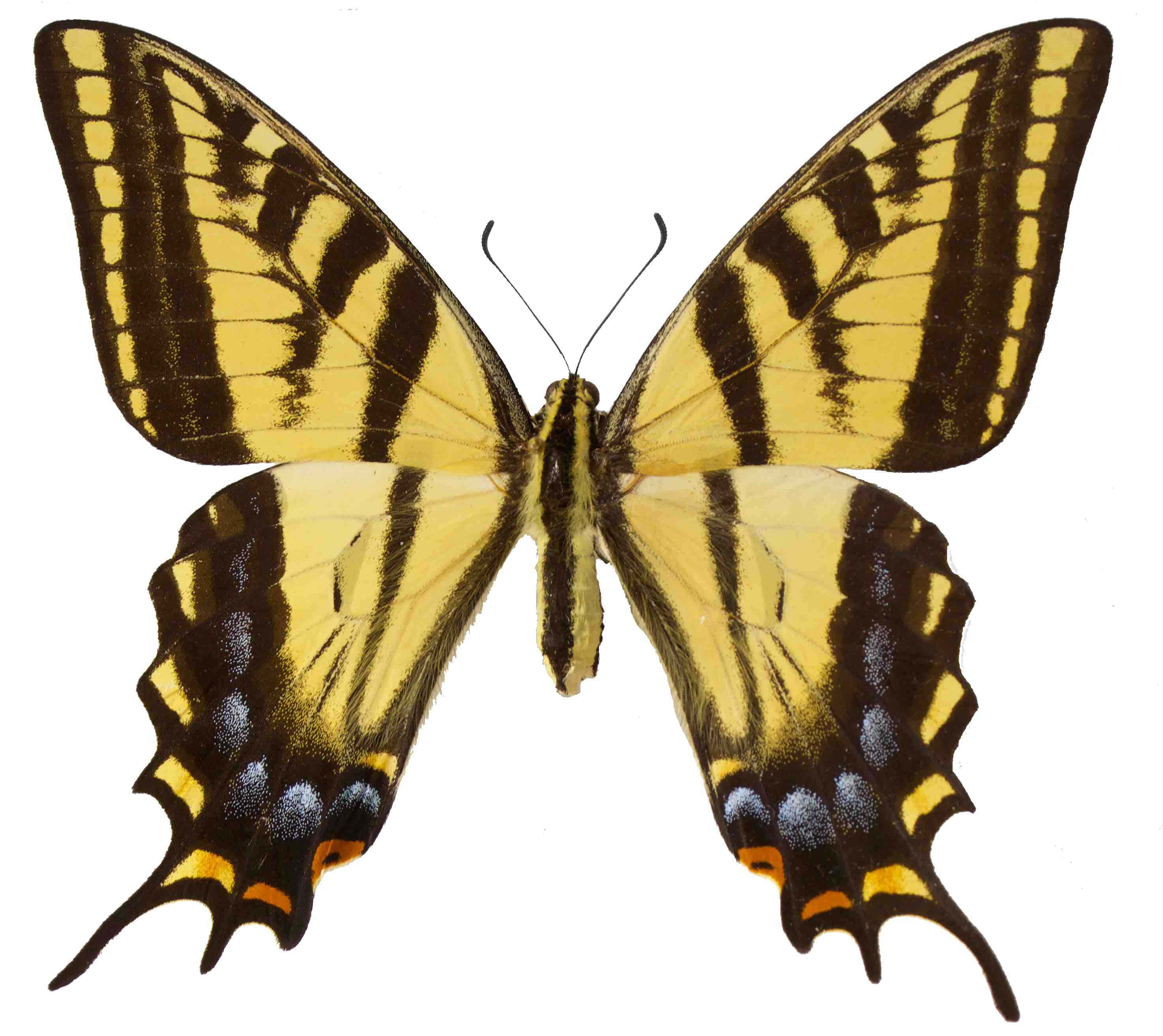 swallowtail butterfly, yellow and black, blue and orange spots, 2K Desktop Wallpaper