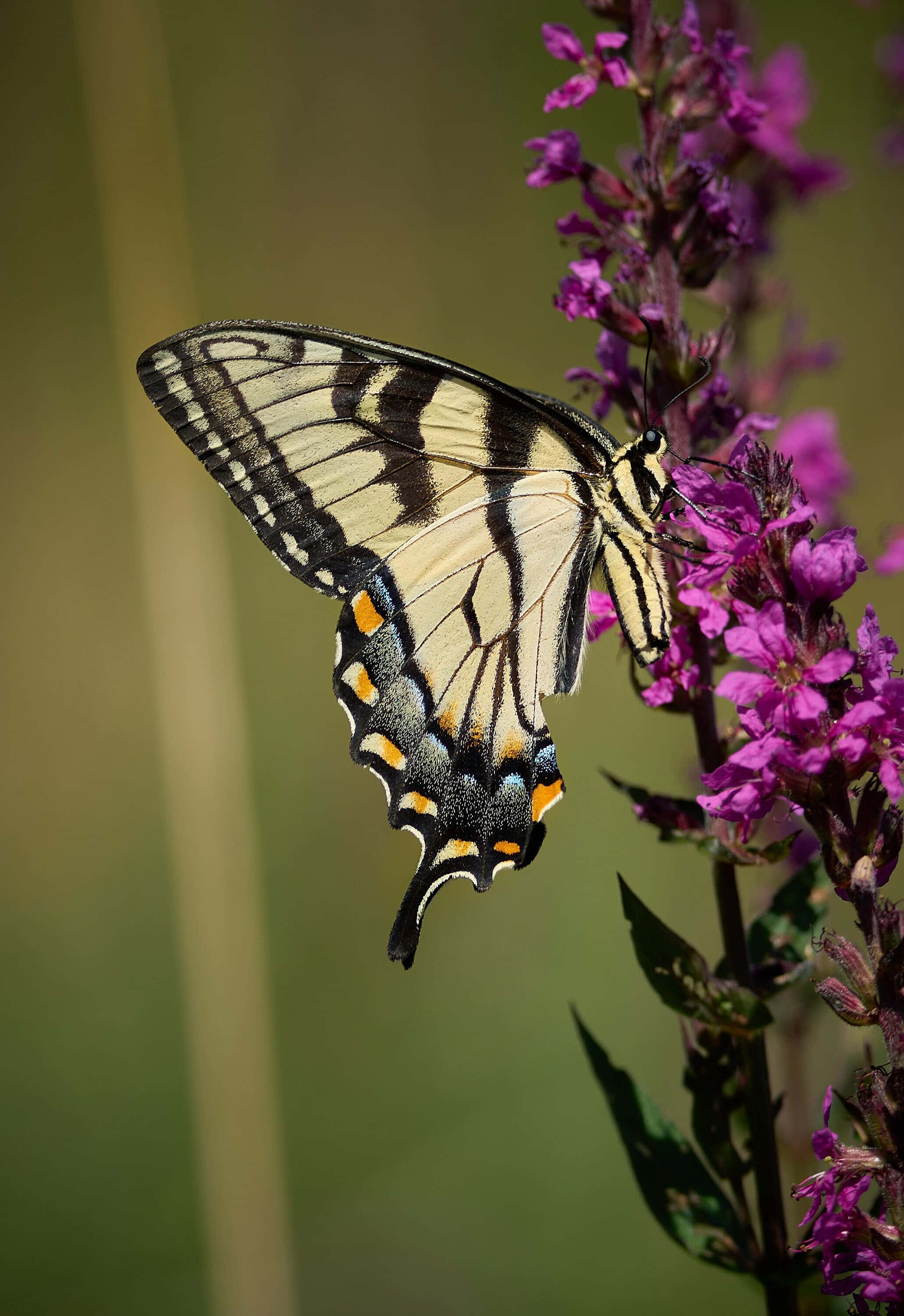 swallowtail butterfly, purple flowers, yellow, 2K Phone Wallpaper