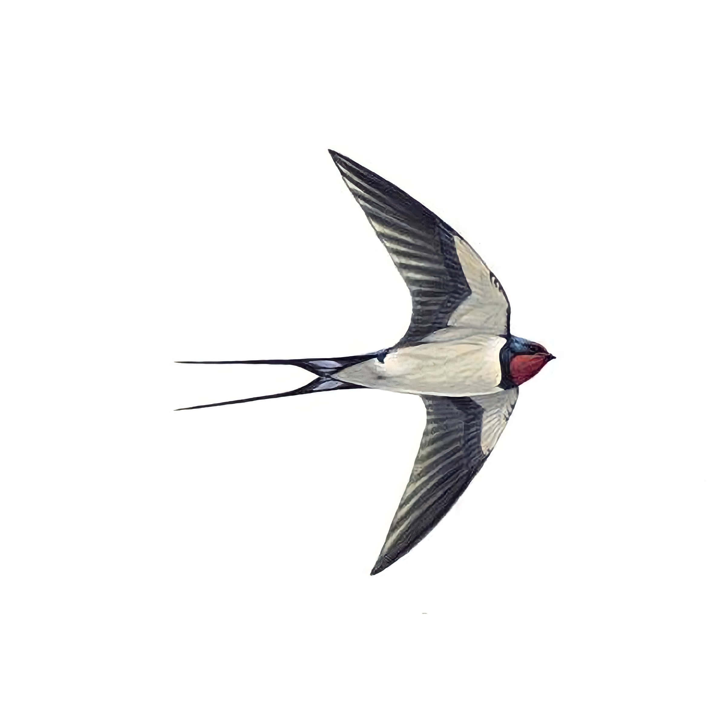 barn swallow, wings spread, forked tail, Full HD Desktop Wallpaper