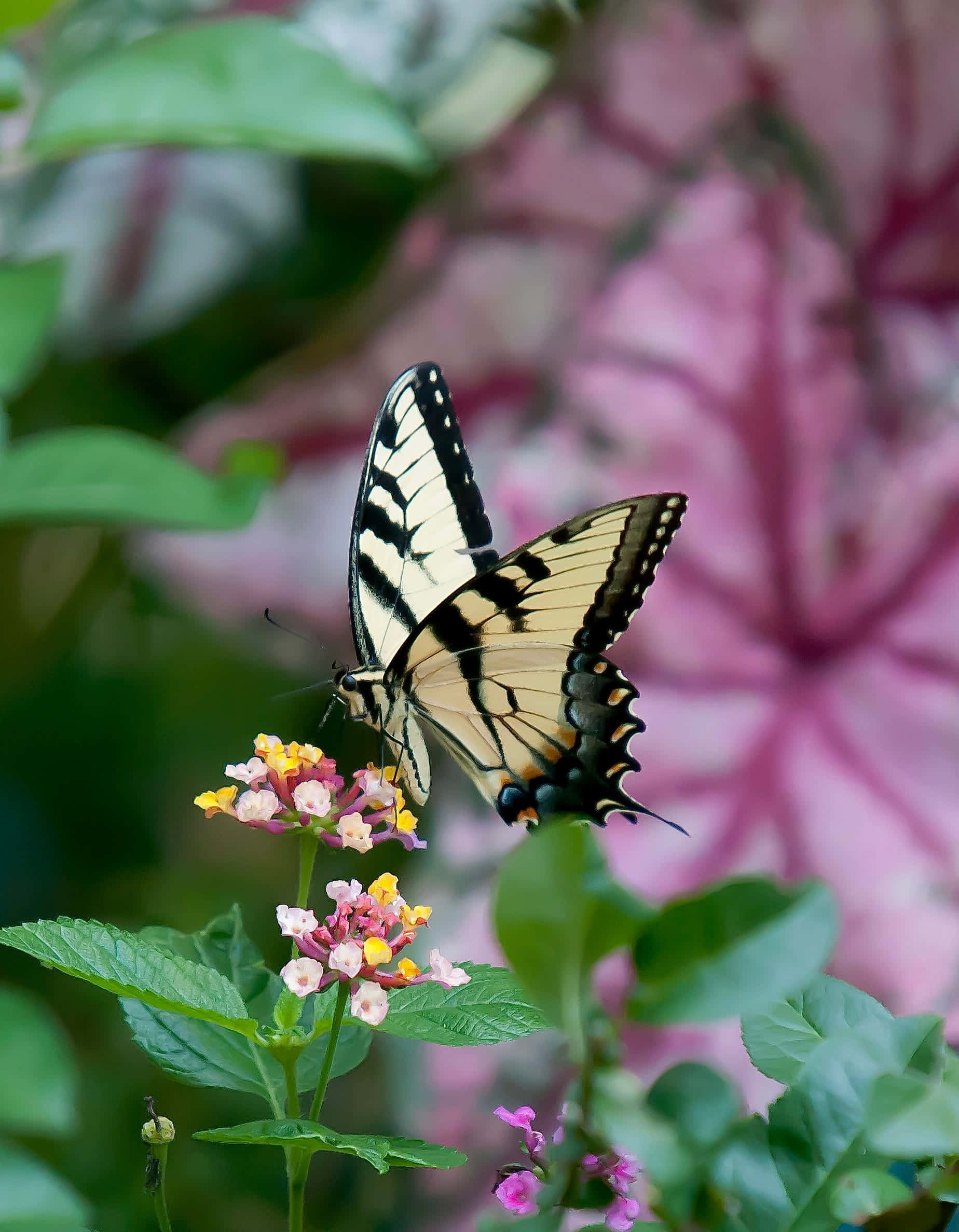 swallowtail butterfly, lantana flowers, pink and yellow lantana, Full HD Phone Wallpaper