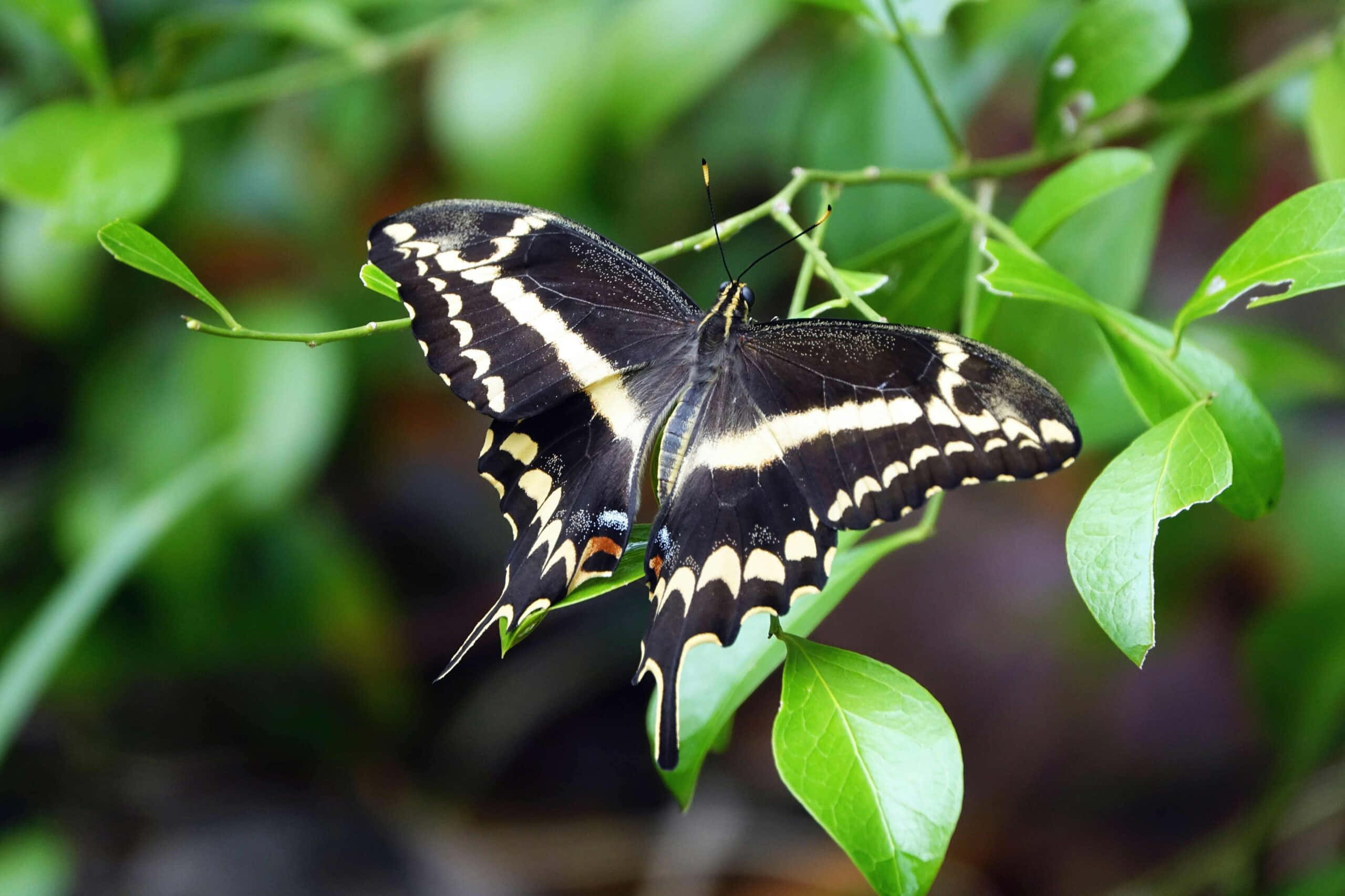 swallowtail butterfly, green leaves, lush garden, 2K Desktop Wallpaper