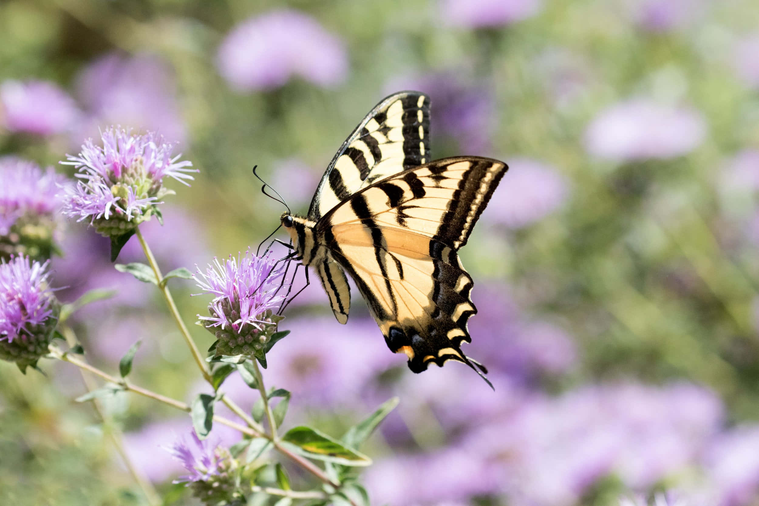 swallowtail butterfly, purple flowers, yellow black striped, Full HD Desktop Wallpaper