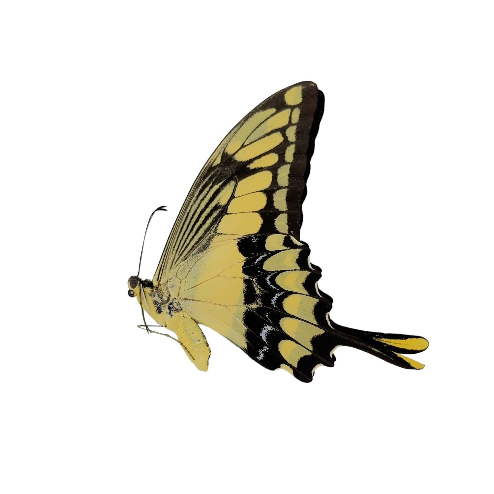 swallowtail butterfly, yellow and black, long tail-like hindwing extensions, Full HD Desktop Wallpaper