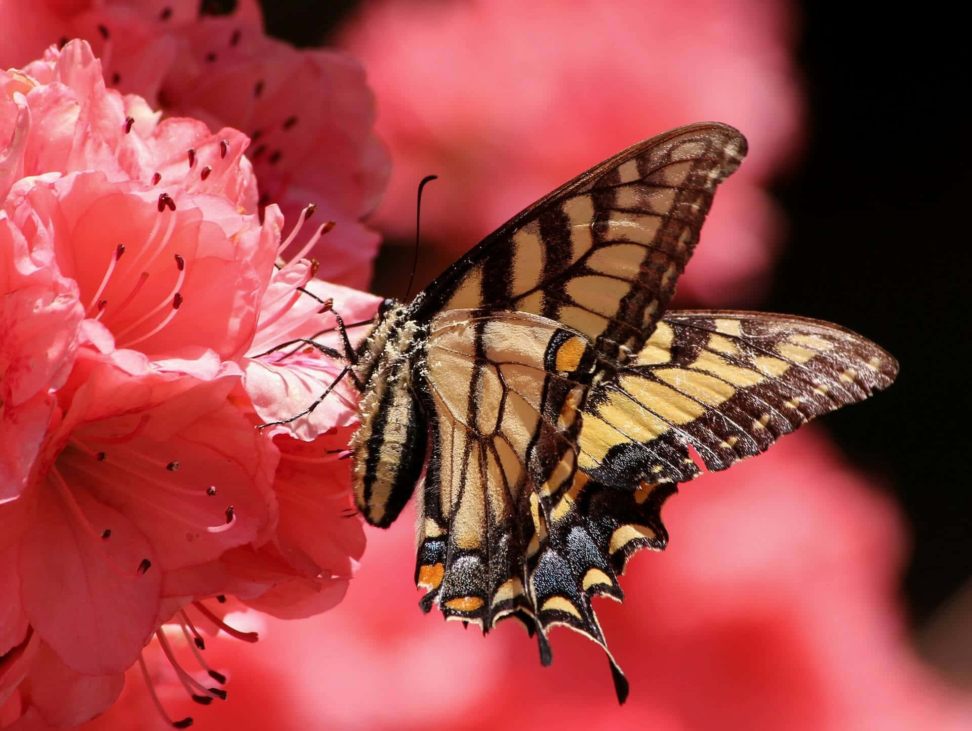 swallowtail butterfly, pink rhododendron flower, yellow, Full HD Desktop Wallpaper