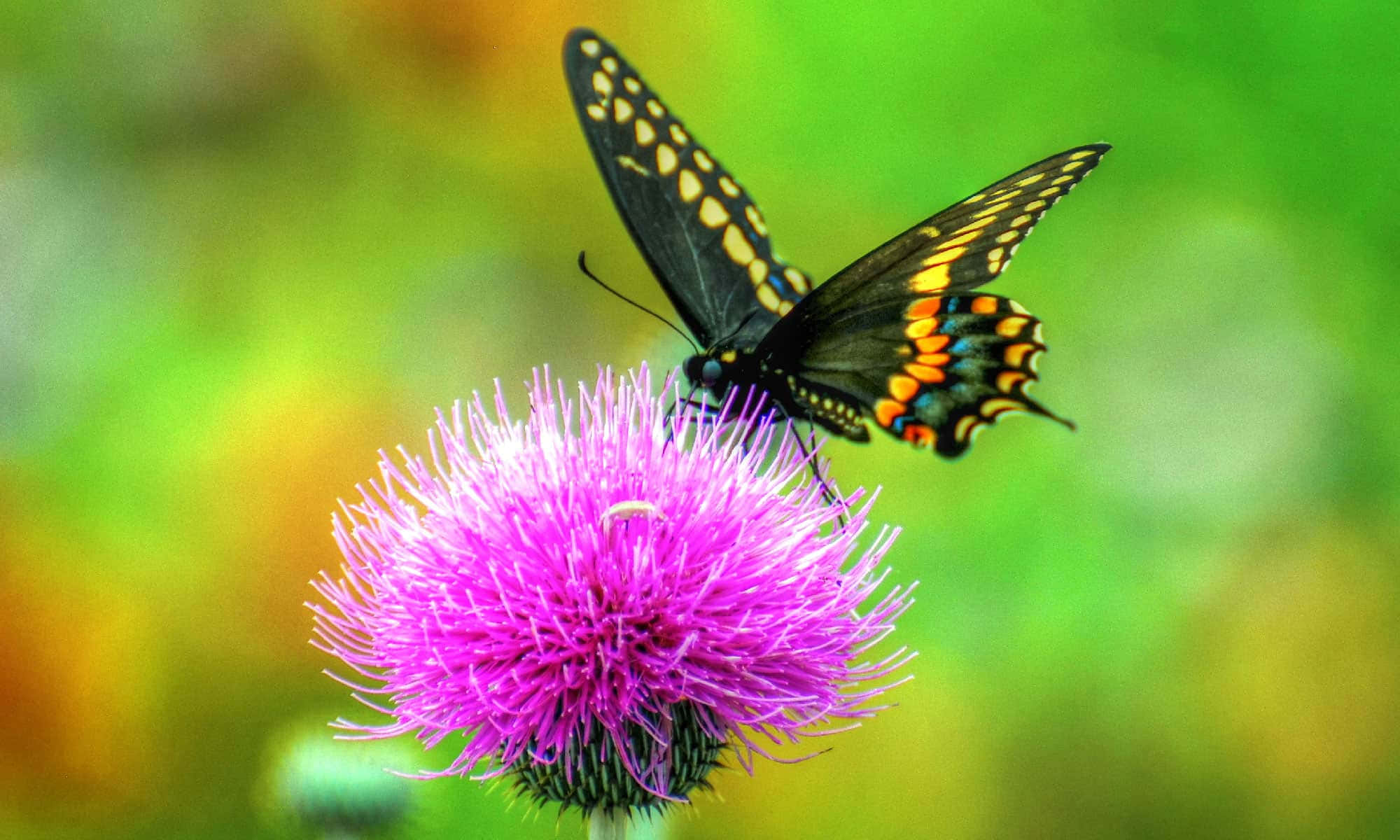 Swallowtail Butterfly, thistle, black yellow and orange, Full HD Desktop Wallpaper