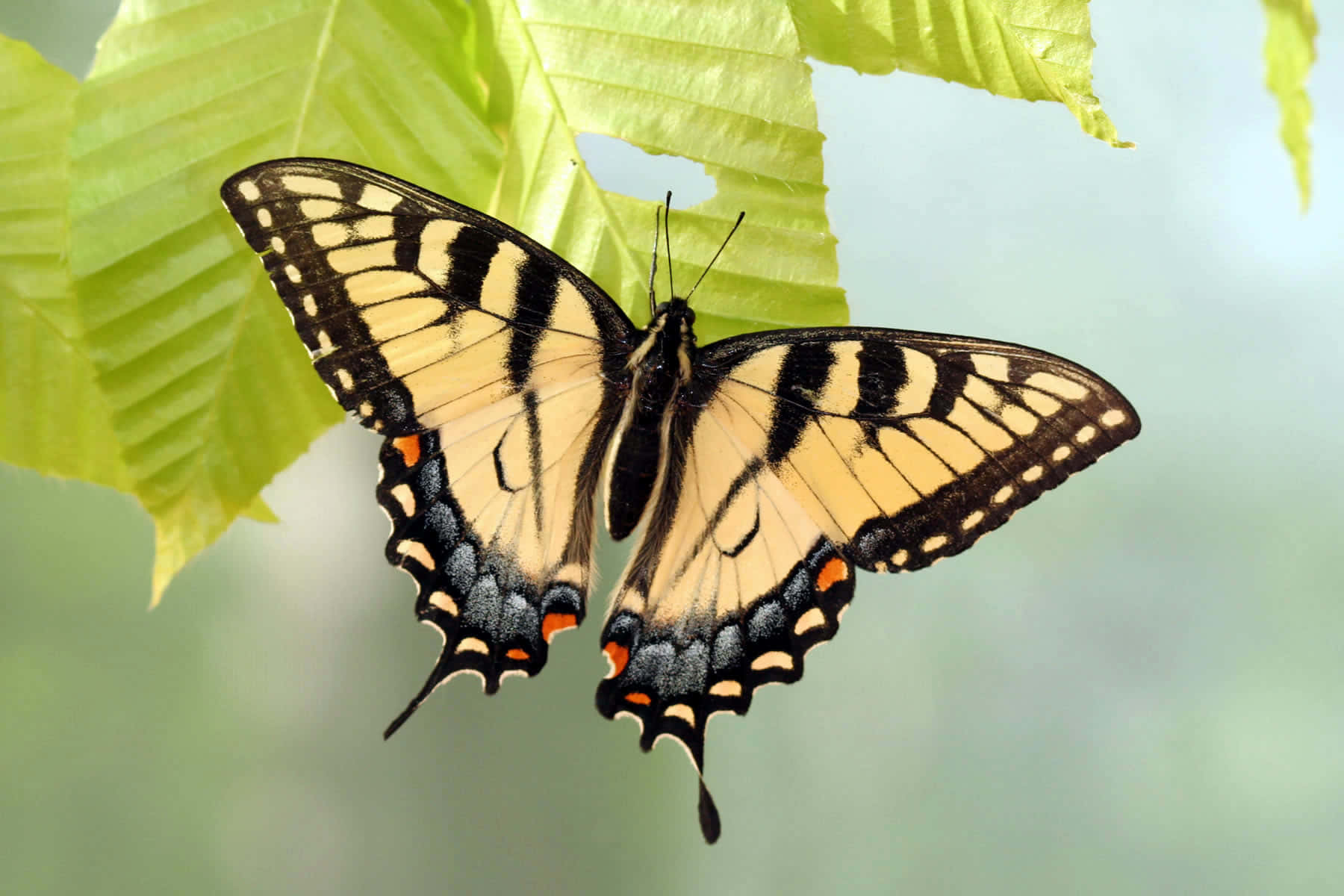 swallowtail butterfly, green leaf, yellow, HD Desktop Wallpaper