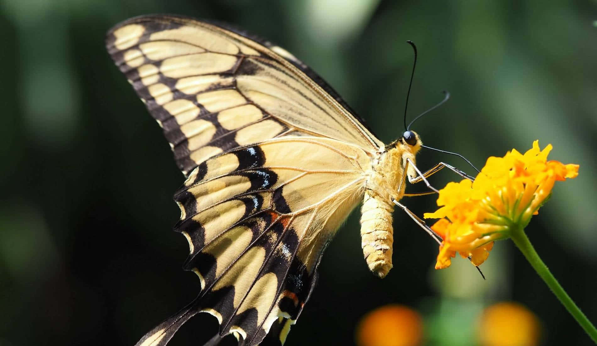 swallowtail butterfly, yellow flower, bright yellow flower, HD Desktop Wallpaper