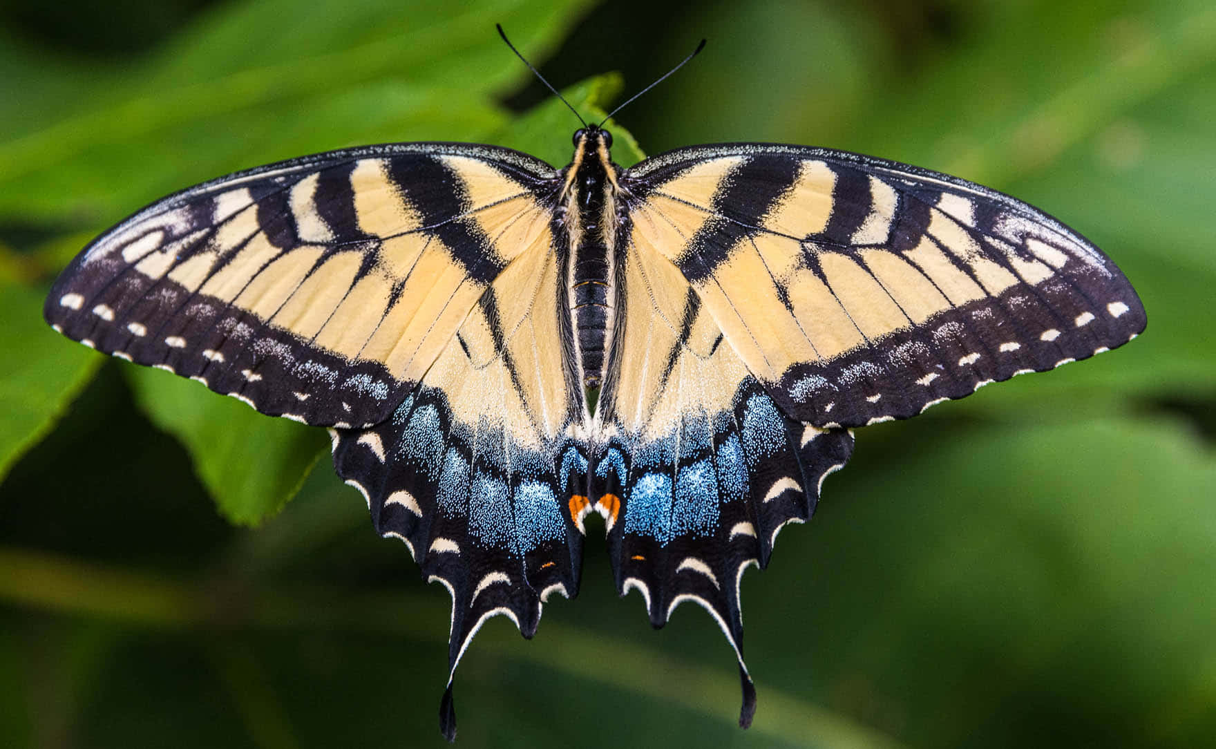 swallowtail butterfly, yellow black and blue wings, green foliage, HD Desktop Wallpaper