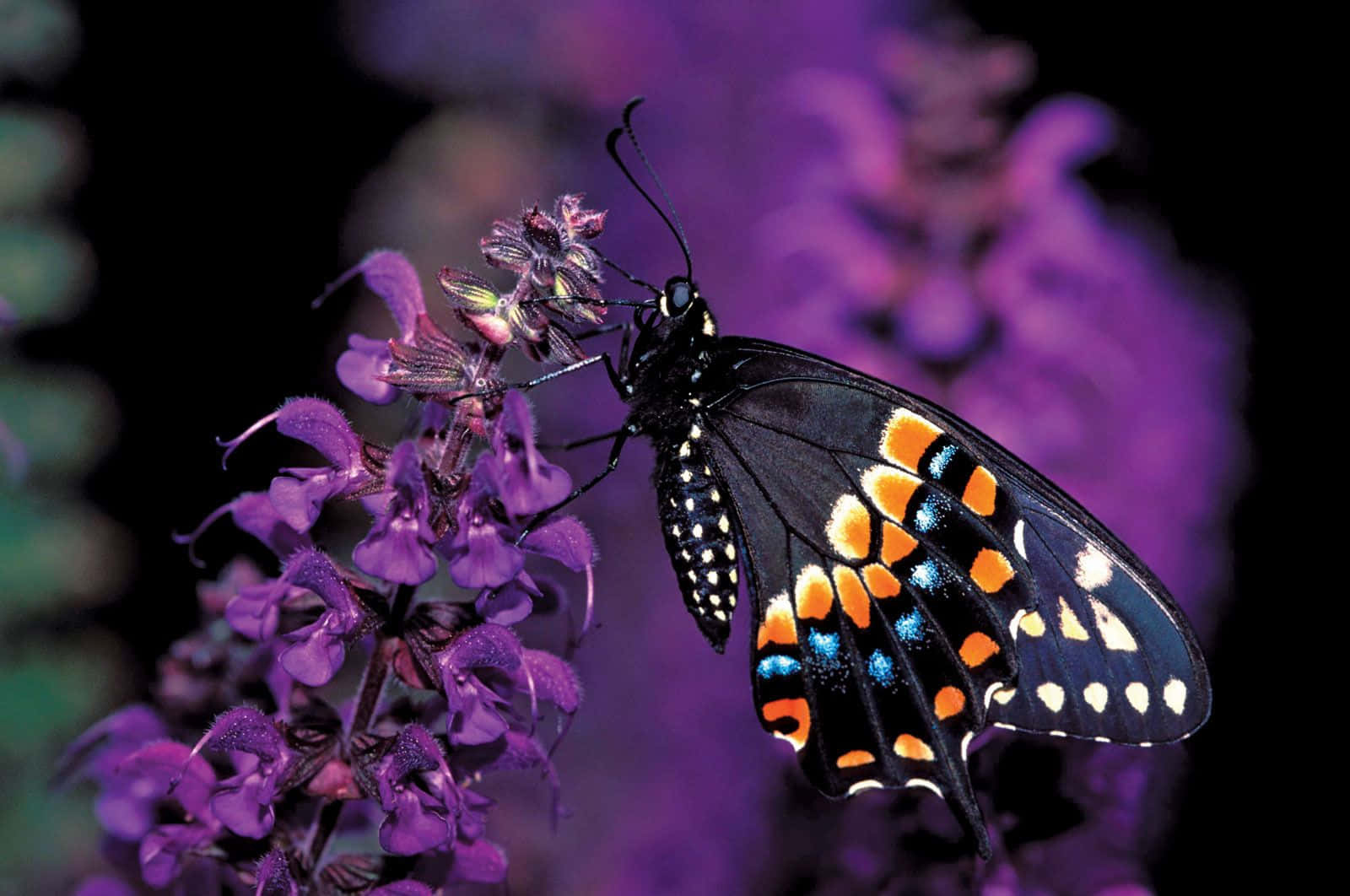 Swallowtail Butterfly, purple flowers, black butterfly, HD Desktop Wallpaper