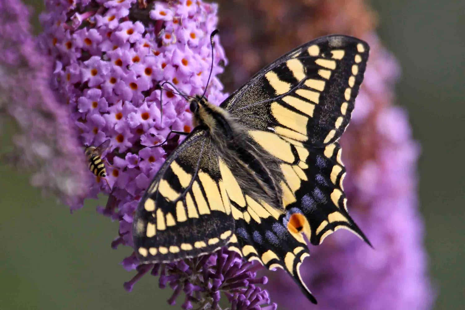 swallowtail butterfly, purple buddleia flower cluster, black yellow and orange wings, HD Desktop Wallpaper