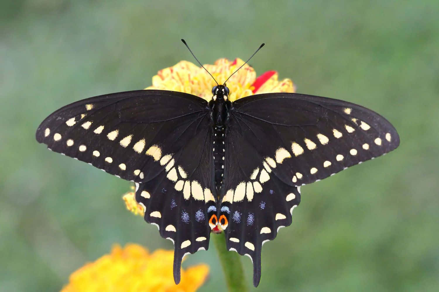 Black Swallowtail Butterfly, white and blue spots, vibrant yellow flower, HD Desktop Wallpaper