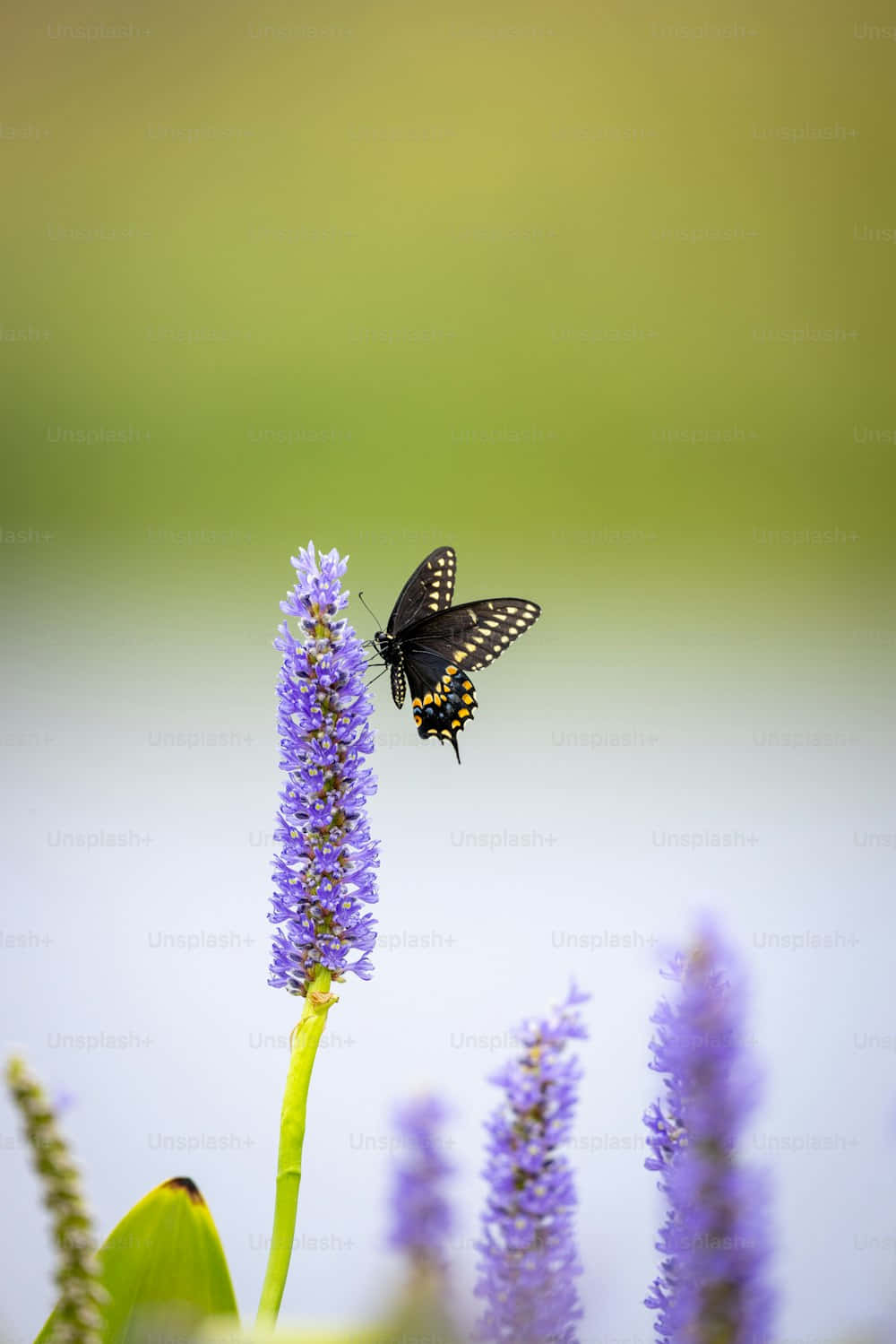 Black Swallowtail Butterfly, purple flower, yellow spots, HD Phone Wallpaper