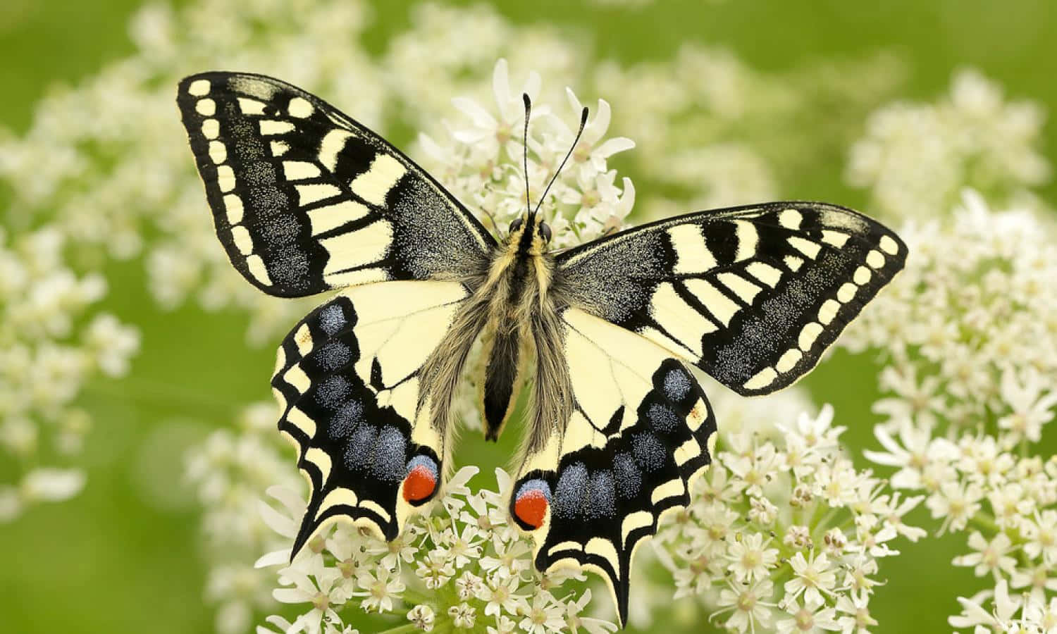 swallowtail butterfly, white flowers, black and yellow, HD Desktop Wallpaper