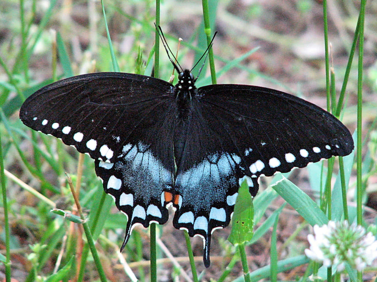 black swallowtail butterfly, blue and white spots, green grass, HD Desktop Wallpaper