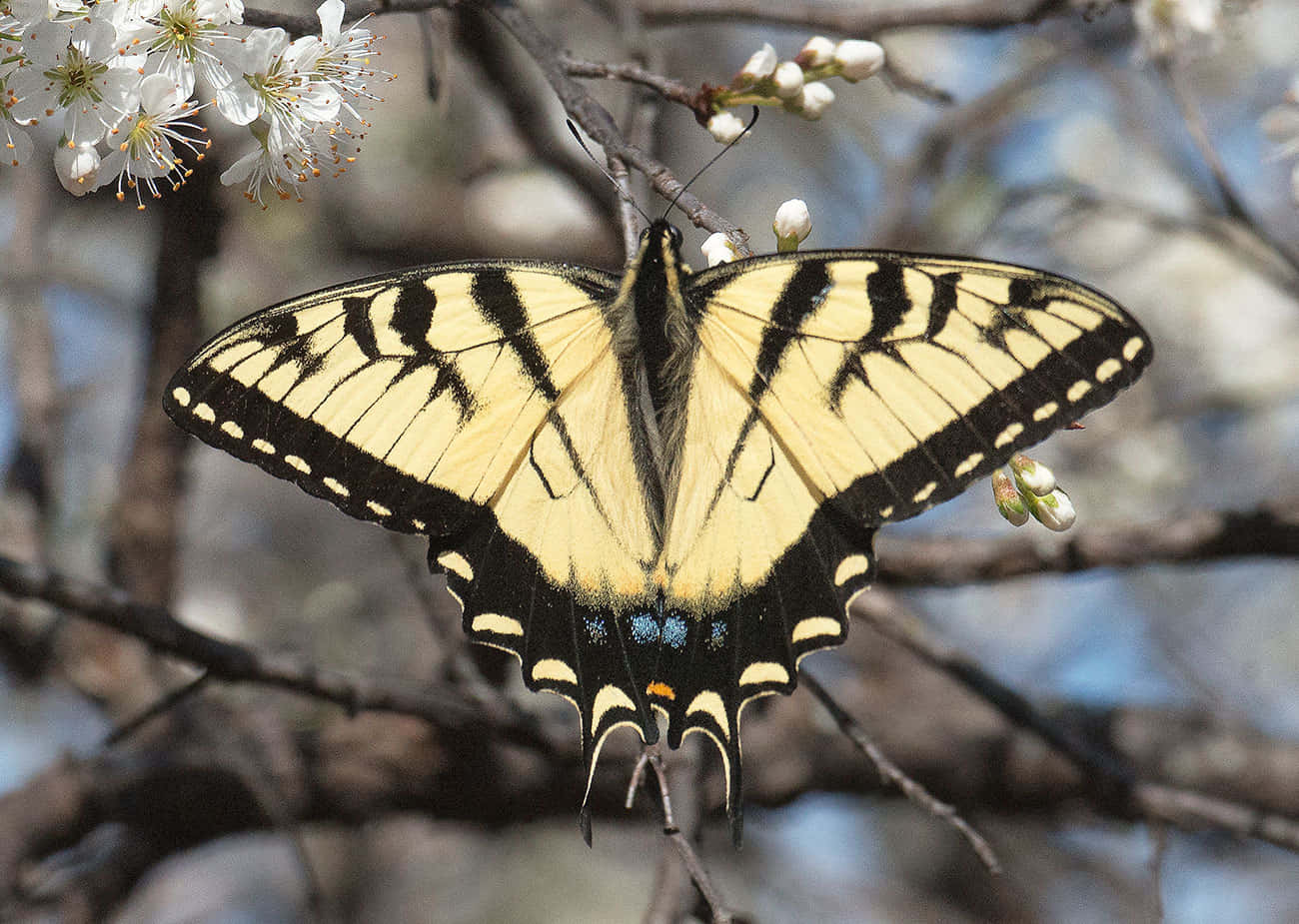 swallowtail butterfly, blossoming branch, white cherry blossoms, HD Desktop Wallpaper