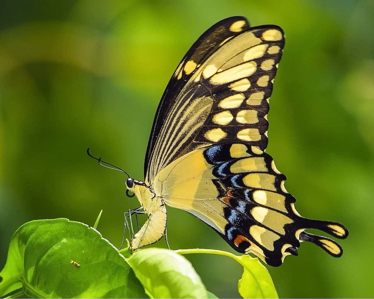 Swallowtail Butterfly, green leaf, yellow black and blue butterfly, SD Desktop Wallpaper