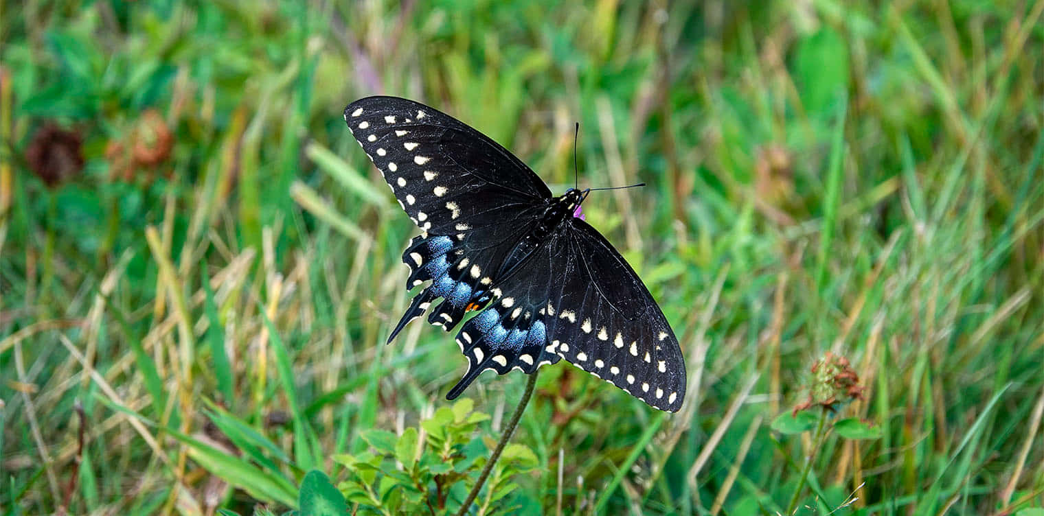 black swallowtail butterfly, blue and white spots, grass stem, HD Desktop Wallpaper