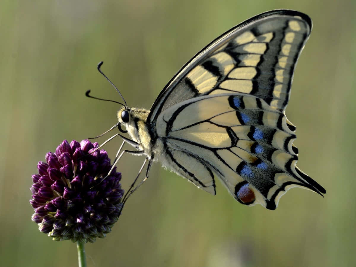 swallowtail butterfly, purple flower, deep purple globe flower, SD Desktop Wallpaper