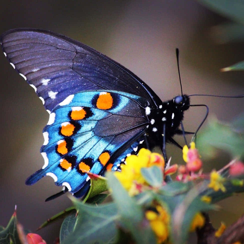 swallowtail butterfly, black blue and orange, white spots, SD Desktop Wallpaper