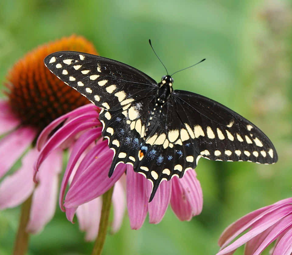 black swallowtail butterfly, pink coneflower, yellow spots, SD Desktop Wallpaper