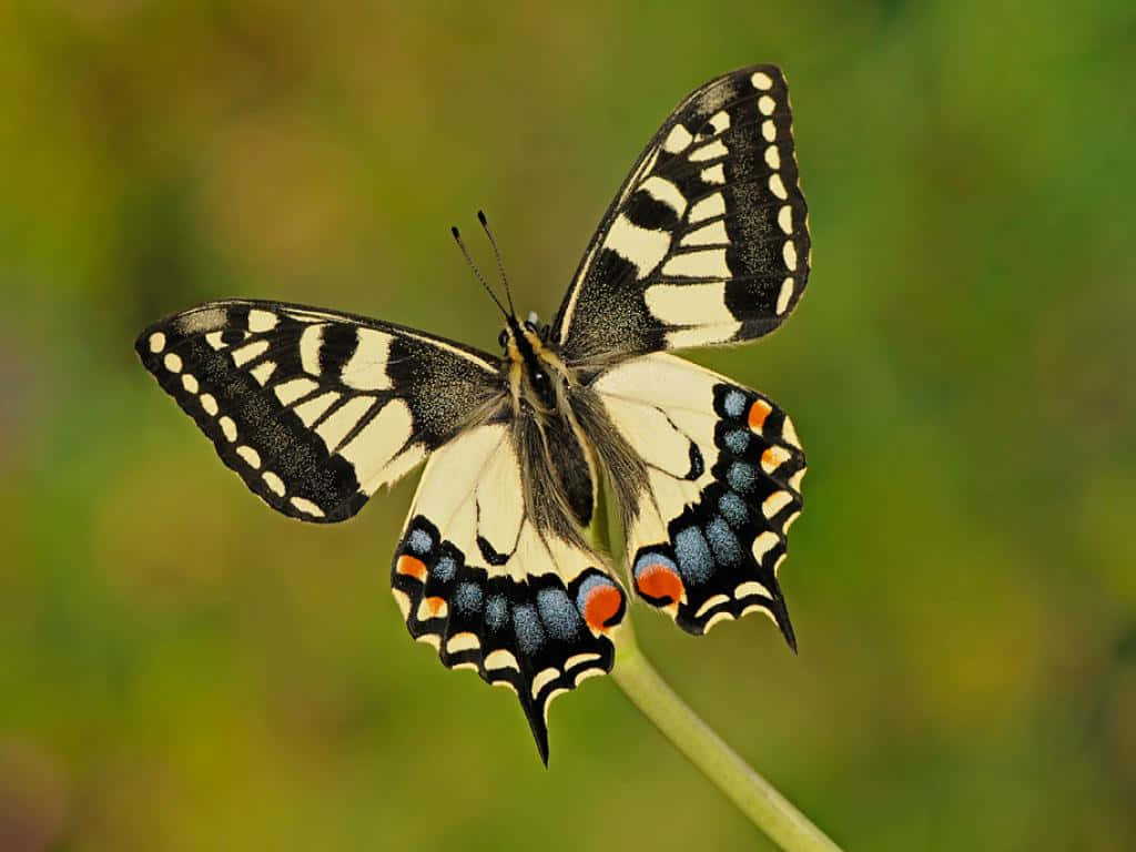 swallowtail butterfly, plant stem, black white blue and orange wings, SD Desktop Wallpaper