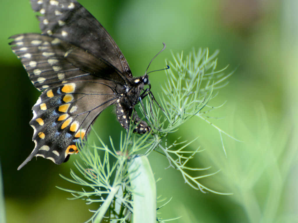 Black Swallowtail Butterfly, feathery green dill plant, soft blurred green background, SD Desktop Wallpaper