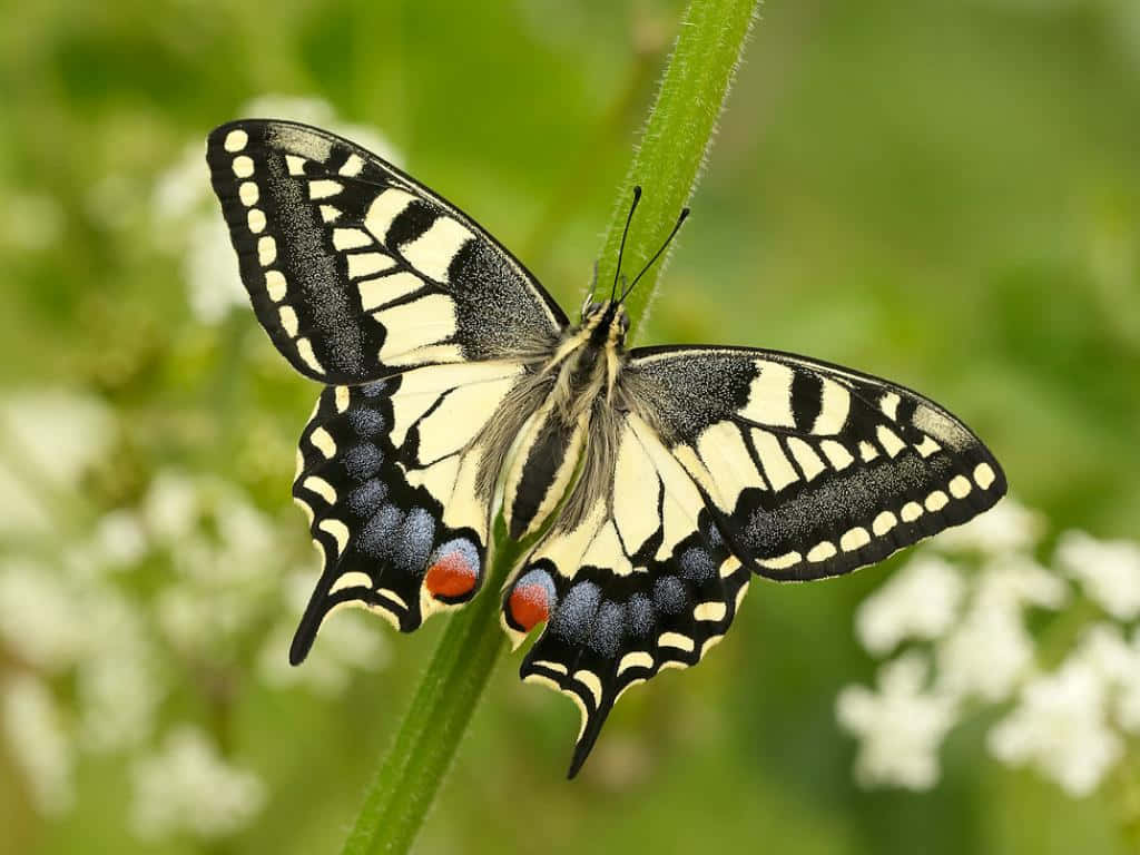 swallowtail butterfly, flower stem, black yellow and blue wings, SD Desktop Wallpaper