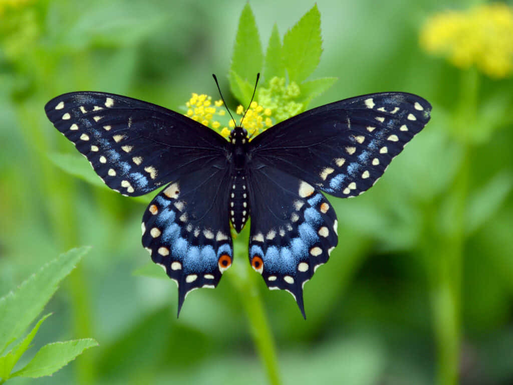 Black Swallowtail Butterfly, blue and orange spots, yellow flower, SD Desktop Wallpaper