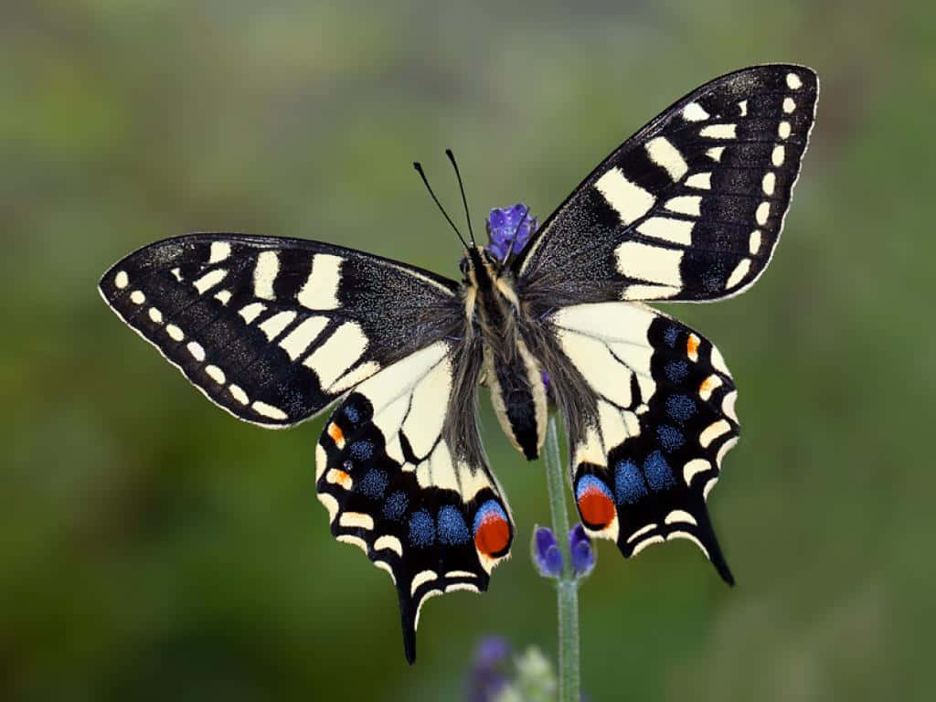 Swallowtail Butterfly, purple lavender flower, soft green blurred background, SD Desktop Wallpaper