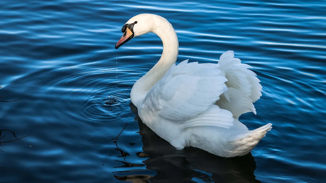 Swan Lake