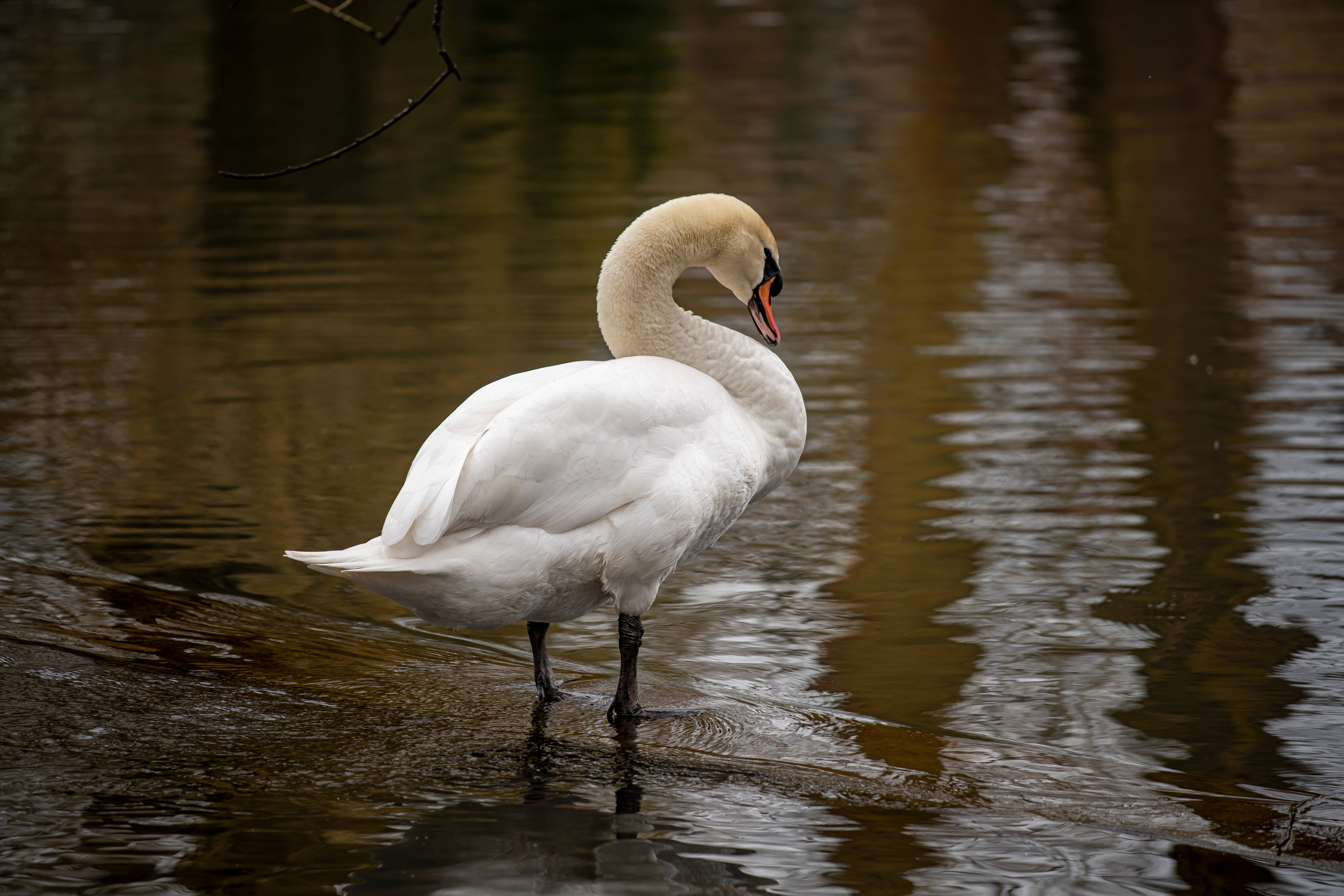 Swan Lake, white swan, shallow water, 8K Desktop Wallpaper