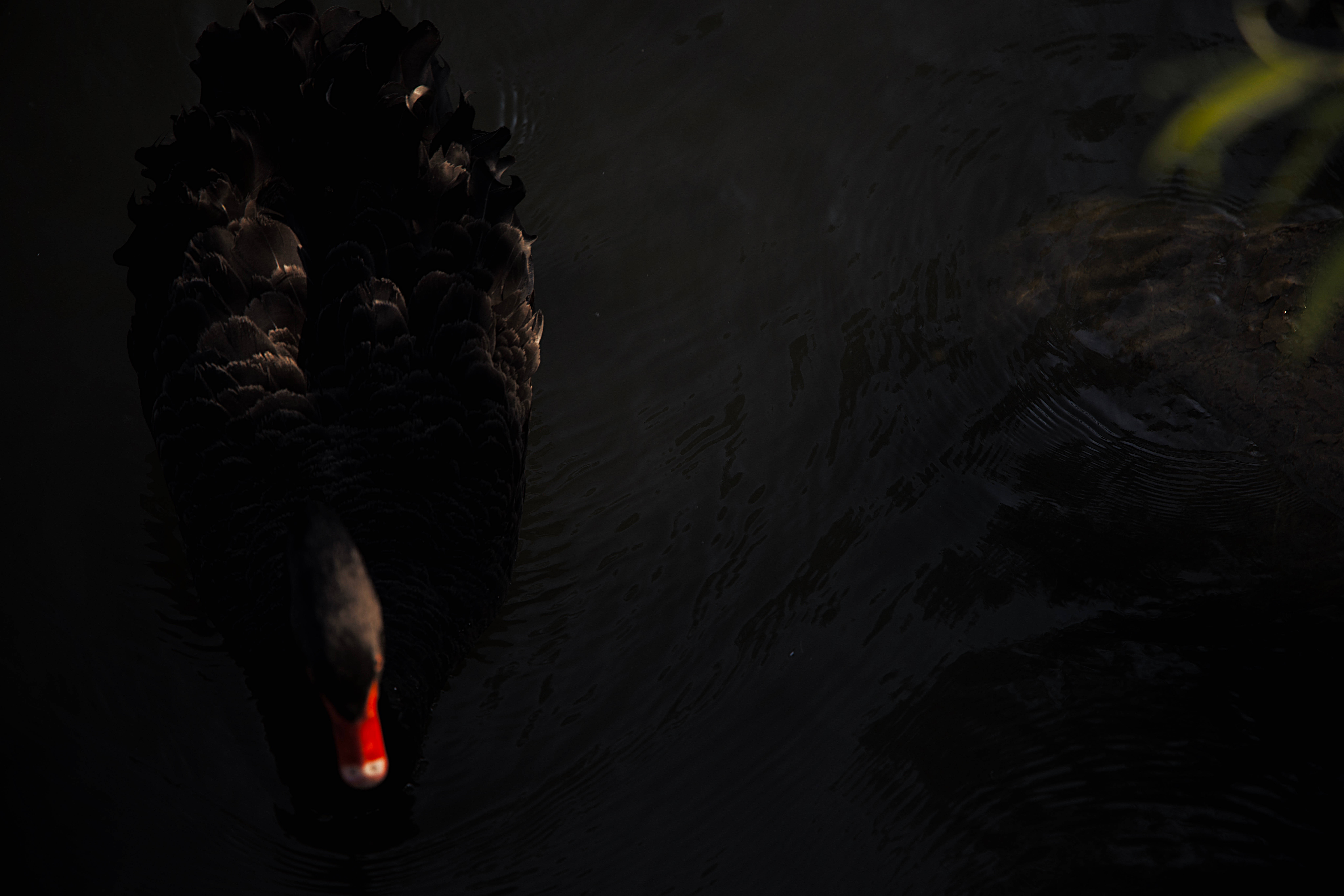 4K, black swan, pond, 8K Desktop Wallpaper