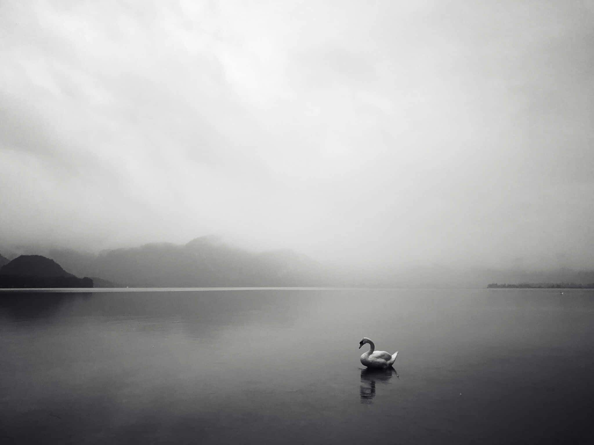 Swan Lake, still water, misty lake, Full HD Desktop Wallpaper